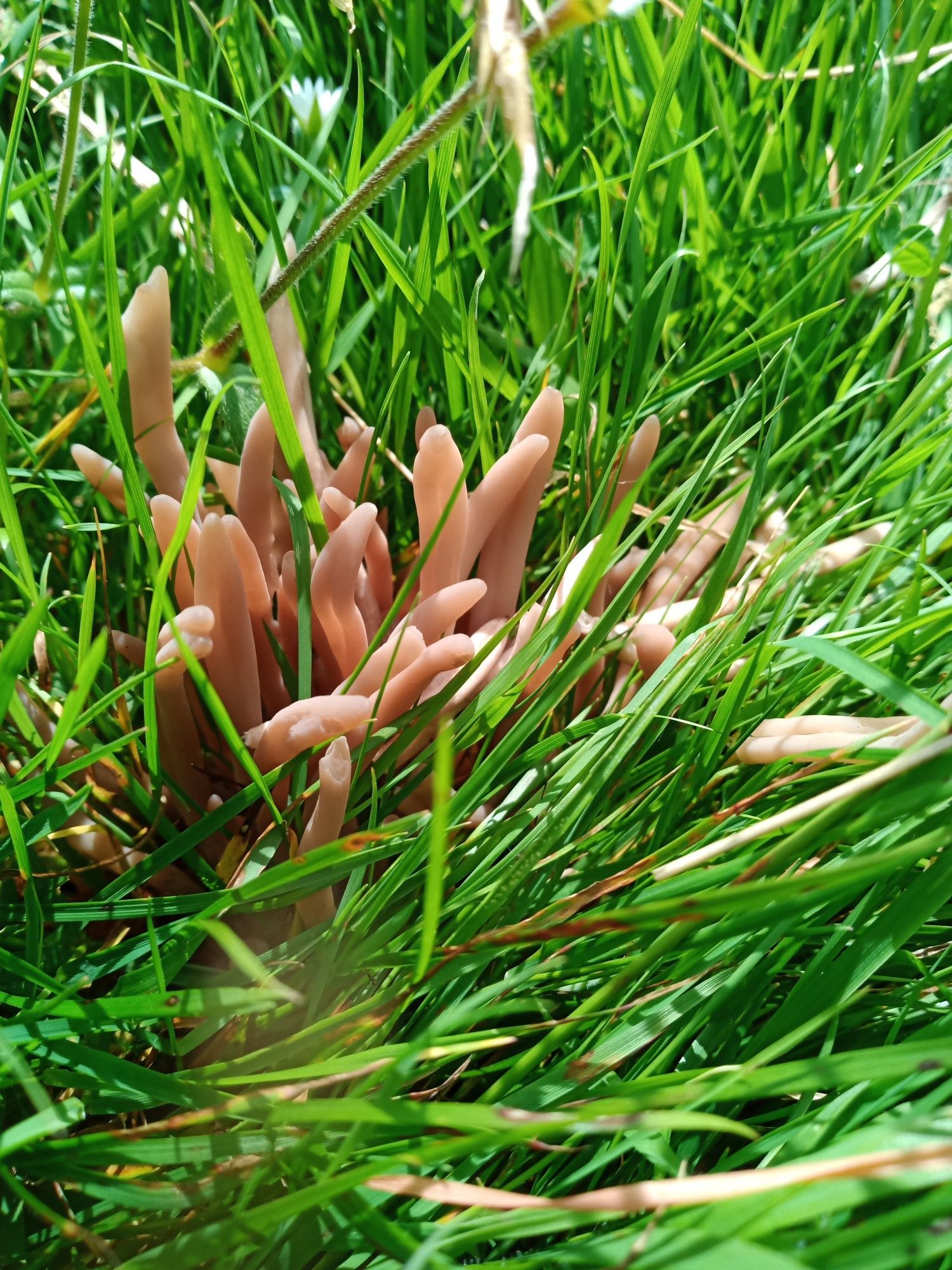 A buff coloured fungus like a sea anenome growing among grass.