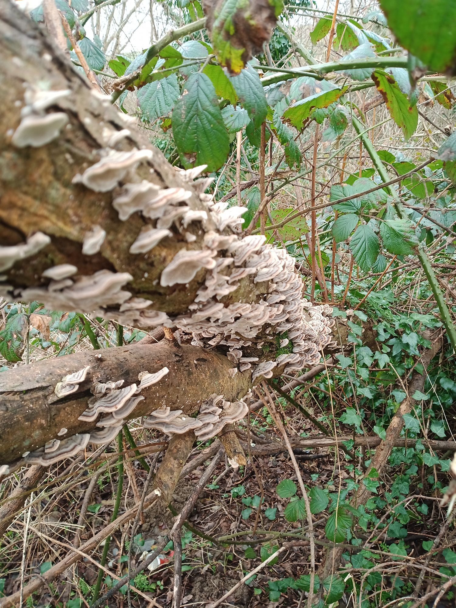 A creamy drift of stripe patterned bracket fungus almost envelopes a dead log in a bramble thicket.