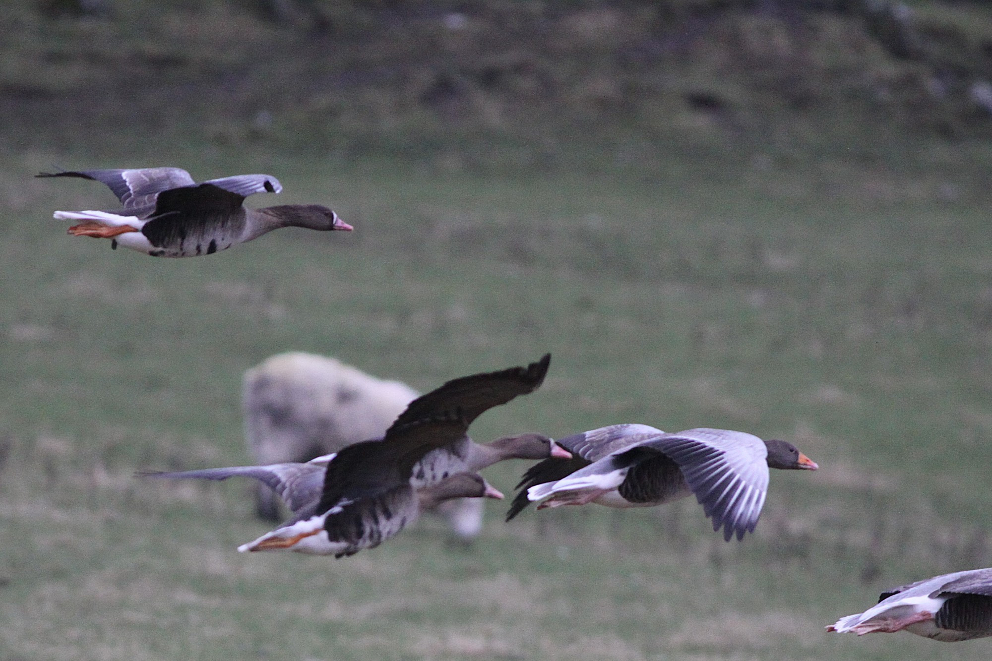 Three 'Russian White-fronted Geese' (left hand birds) in flight with Greylags (and a sheep in the background) at the Meadow Burn, Fair Isle on 27th January 2025.