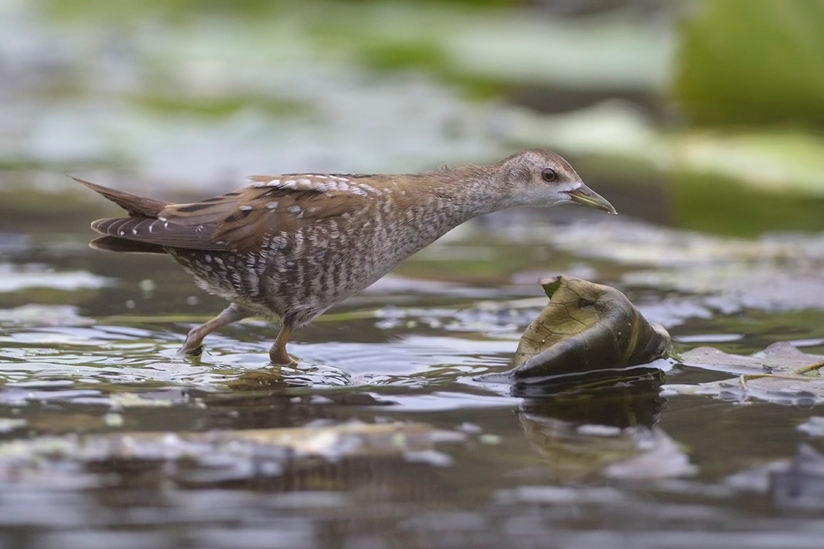 First-winter Little Crake (Zapornia parva).