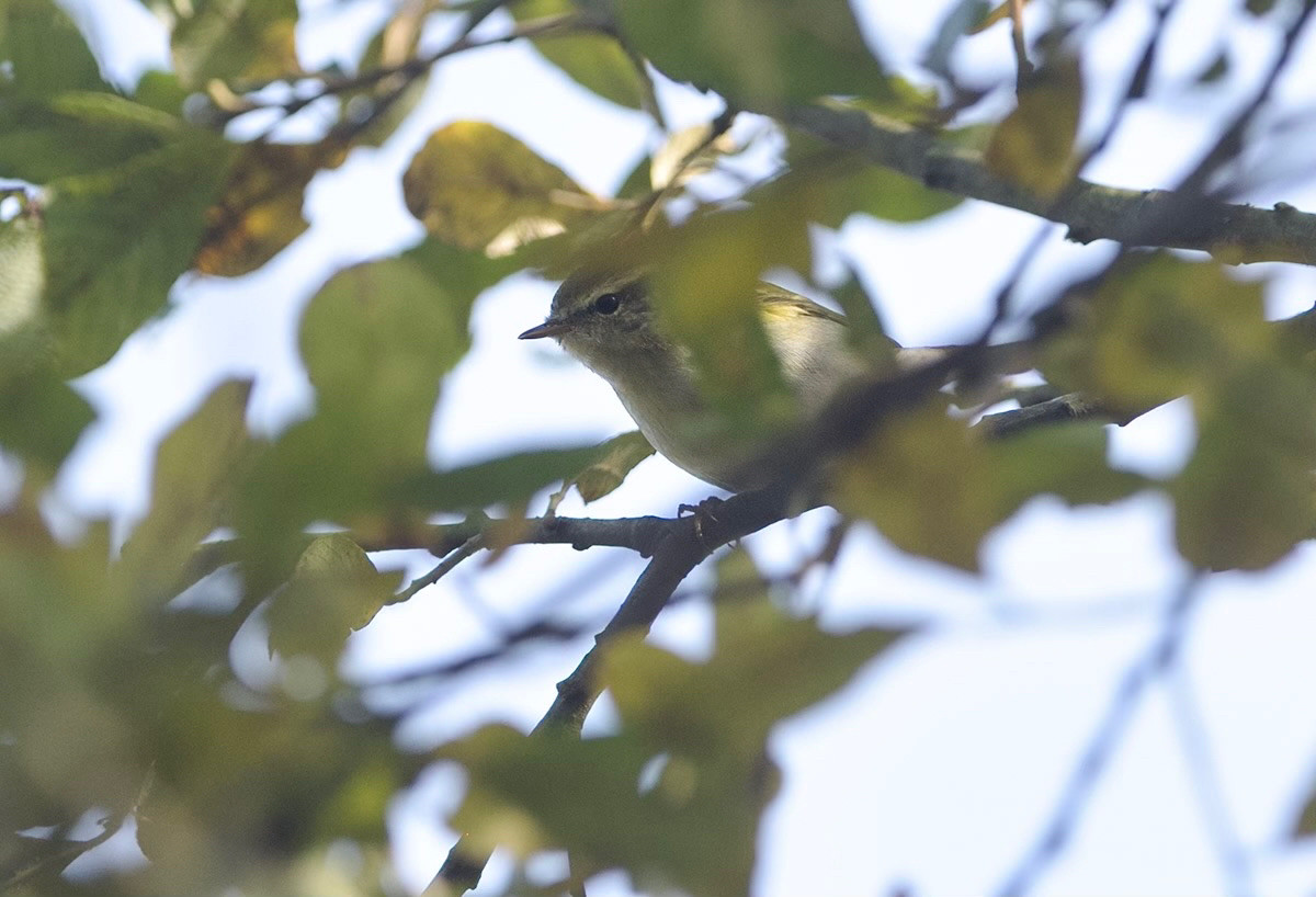 Yellow-browed Warbler (Phylloscopus inornatus). 