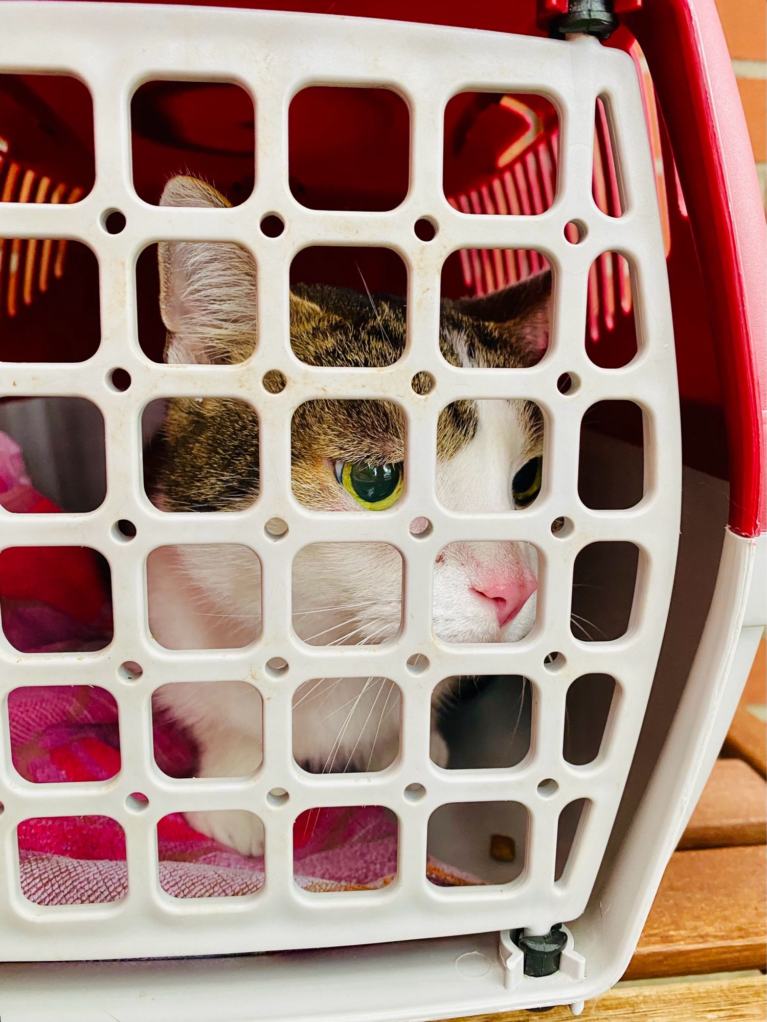 Eine weiß und dunkel gestromerterte Katze mit rosa Nase sitzt auf einer Holzbank in der Transportbox und blickt mit grünen Augen an der Kamera vorbei.