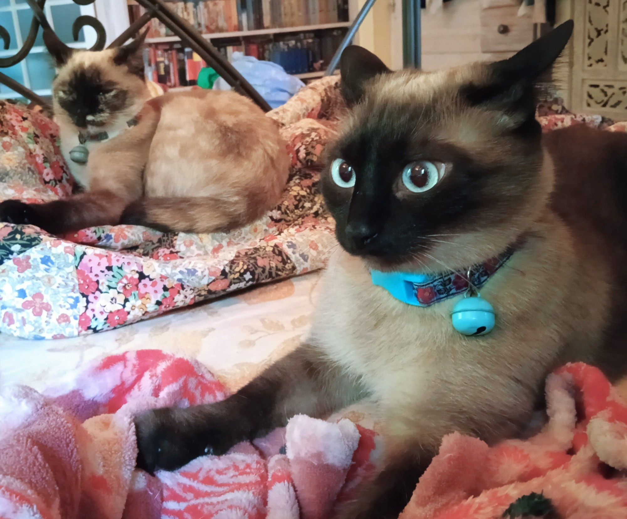 2 Siamese type cats on a pink fleece blanket. Front right: seal mink with blue eyes, kneading. Back left: tortie point with a white streak on her cheek.