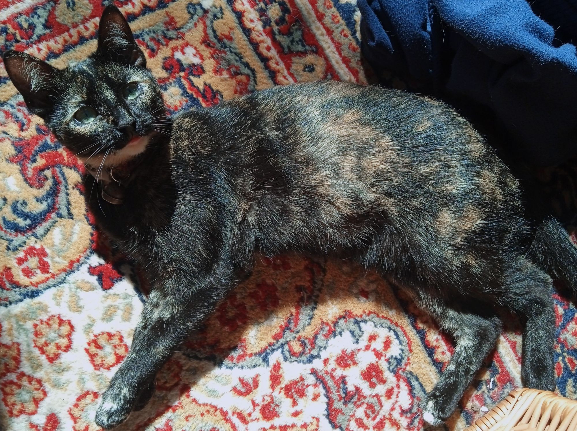 A young tortoiseshell cat lying on a rad patterned carpet.