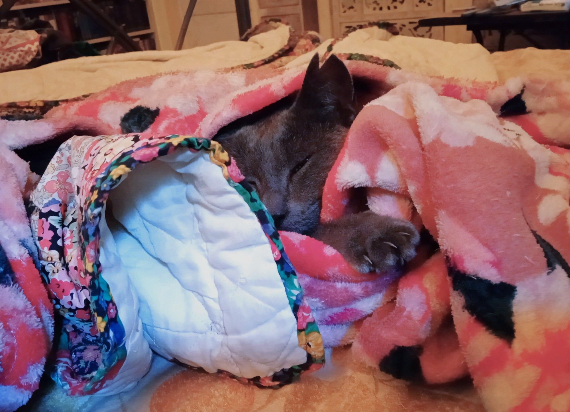 A pile of fleece blankets, with a cat's face and one paw visible between the folds. the cat is blue grey, with a notch in one ear.