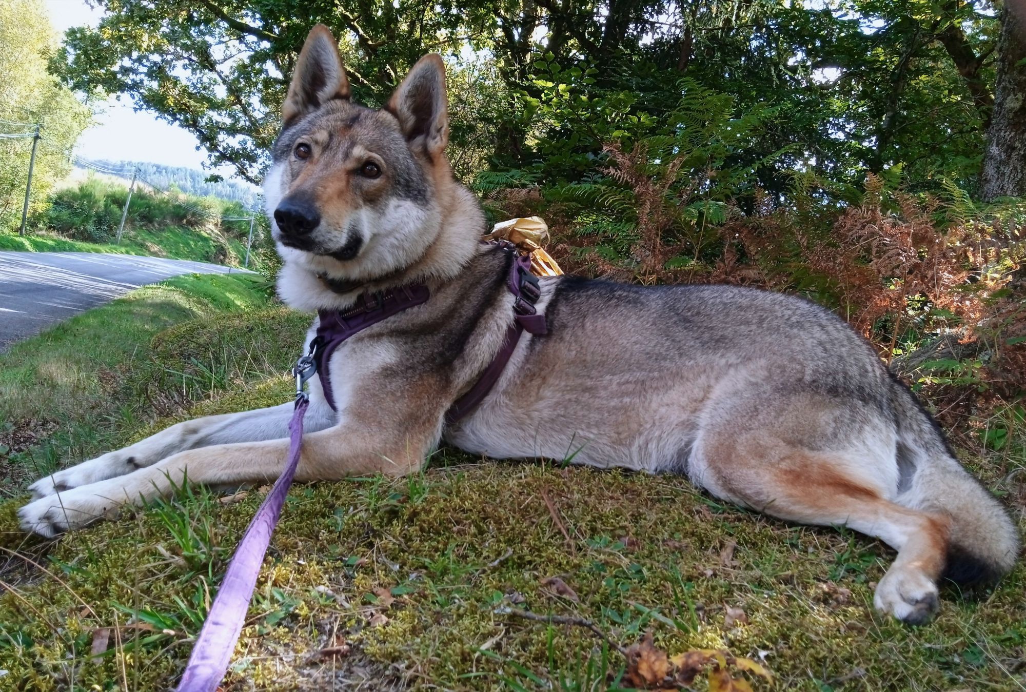 Same dog, lying on her side facing left, her head turned towards the camera and tilted to one side with an alert, questioning expression. A purple leash trails across the ground. Red brown bracken, some oak trees behind her, and an asphalt road trailing off to the left.