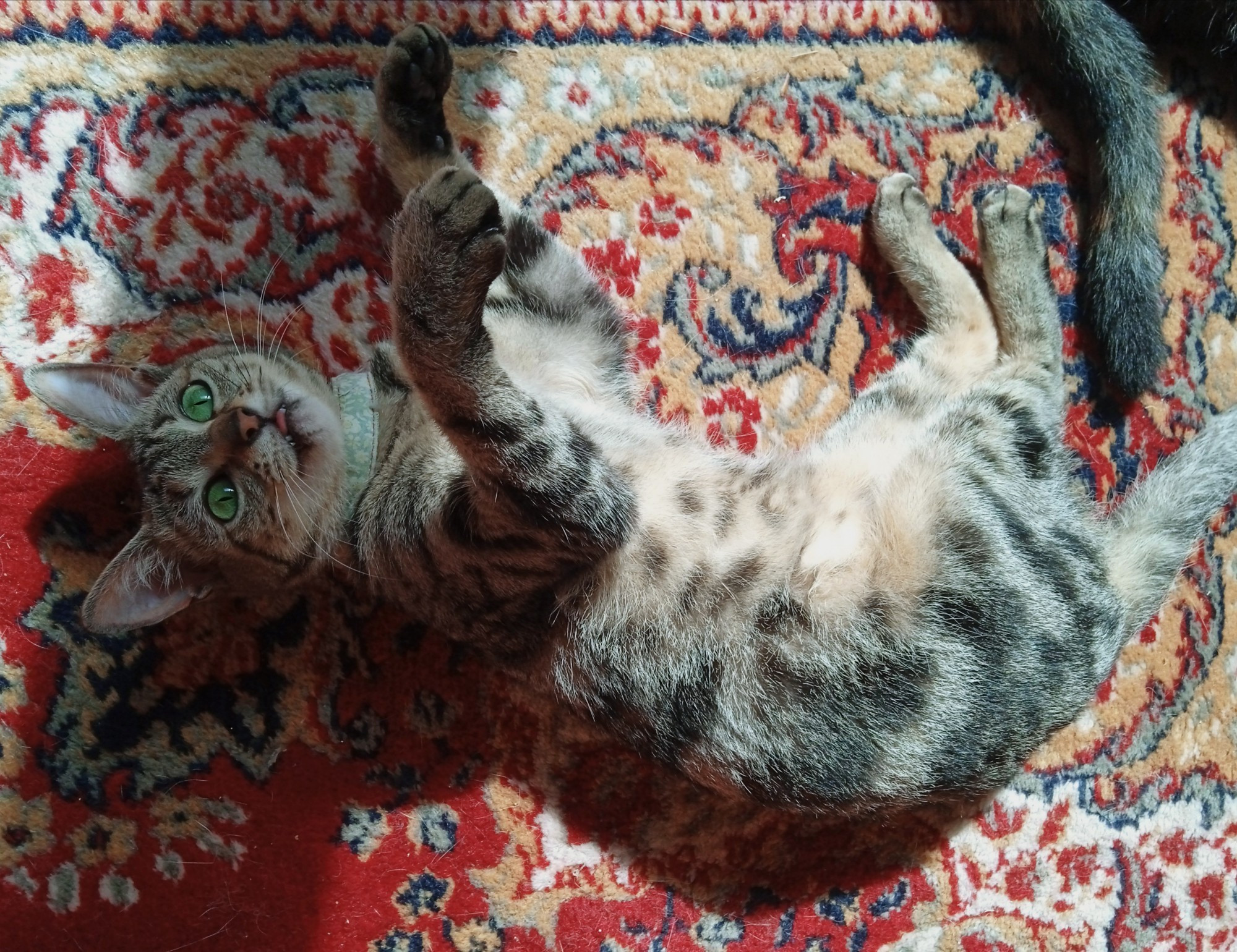 A tabby cat with vivid green eyes, rolling on the floor.