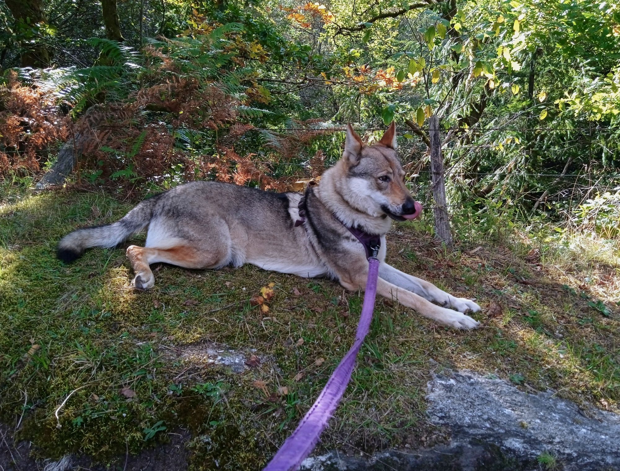 A wolfdog lying on a flat moss covered rock, with bracken and trees behind. She has reddish brown and grey masked fur, front paws stretched in front,and her tongue is sticking out licking her nose. The first touches of Autumn brown have turned some leaves.