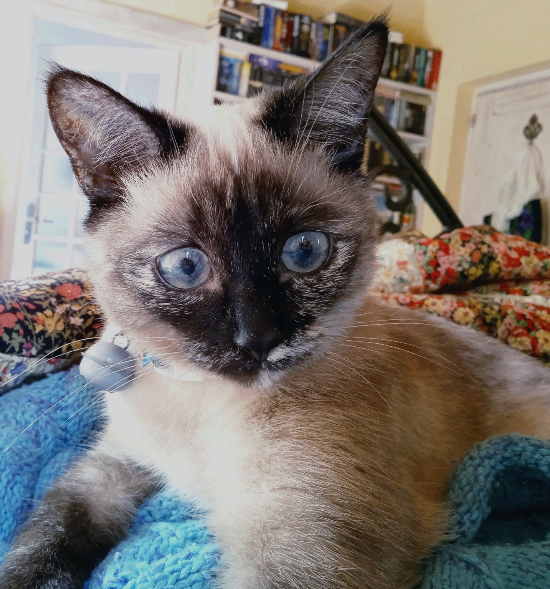 A small Siamese cat with incredible blue and yellow eyes. She sits on a blue knitted blanket, a wrought iron bedframe and bookcase behind her