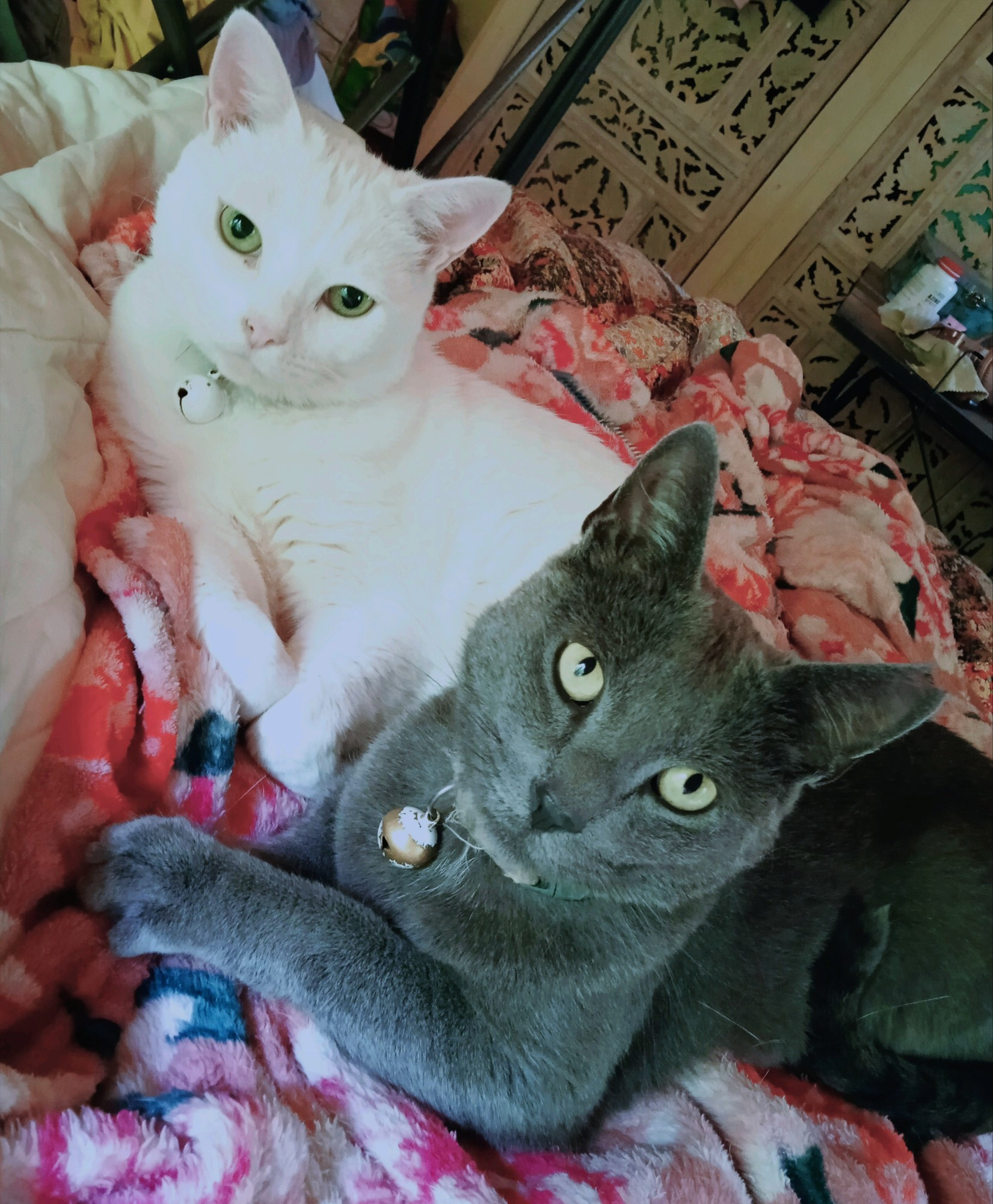 2 boy cats sitting on a pink flower patterned blanket. Left: white with green eyes. Right: blue cat with green eyes.