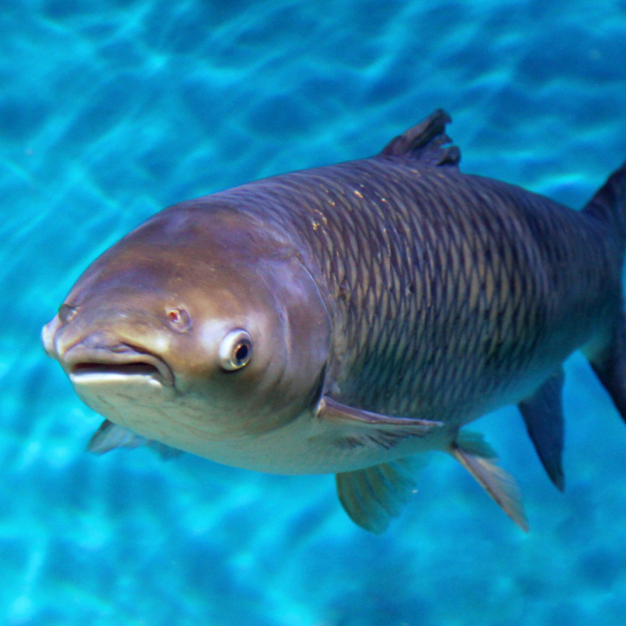 a bighead carp, a fish whose name is very descriptive. its head is huge and round and it has two small eyes on either side of a small mouth