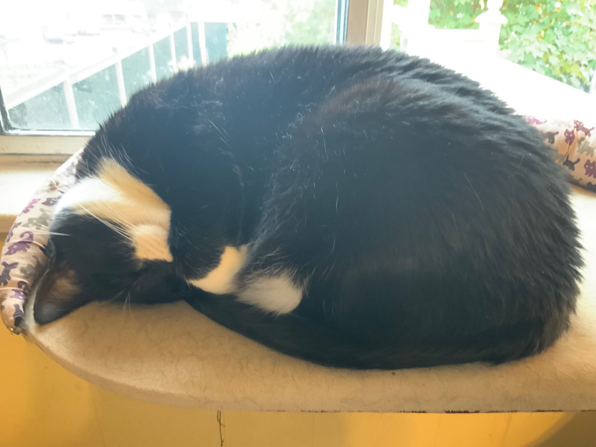 Tuxedo cat Nessy curled up in a ball on the windowsill bed, looking like she's smiling