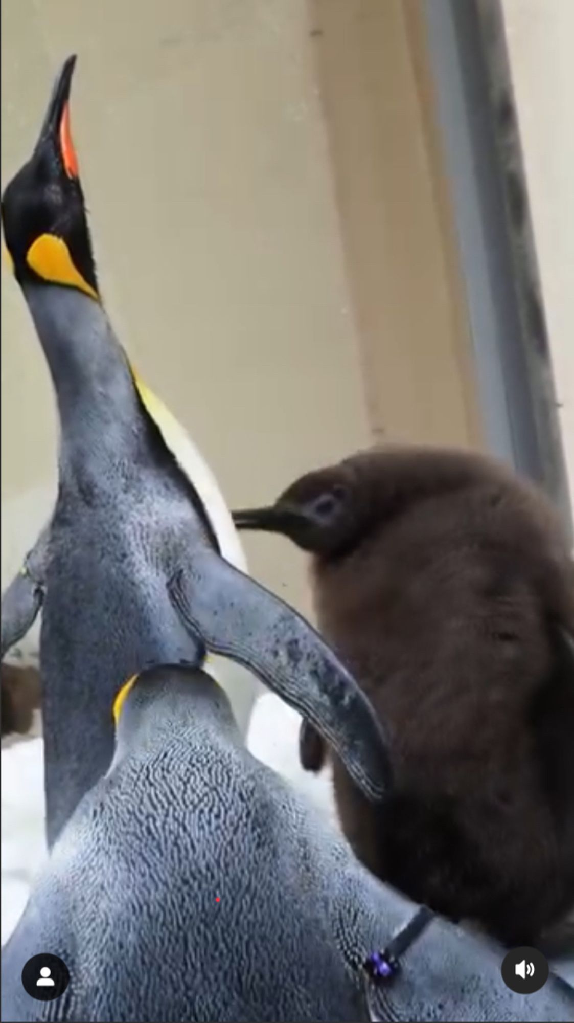 Pesto the massive, almost-black, fuzzy king penguin chick, next to his two foster parents, one of whom is stretching its neck up in a greeting gesture