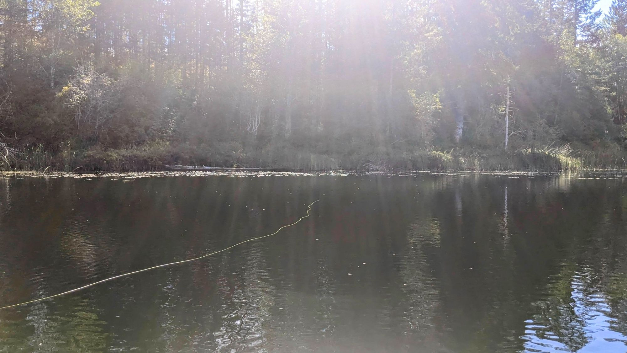 The treed shore of a lake, washed out in brilliant sunshine. my pale fly line extends across the water from the left, towards the lilypads near the shore