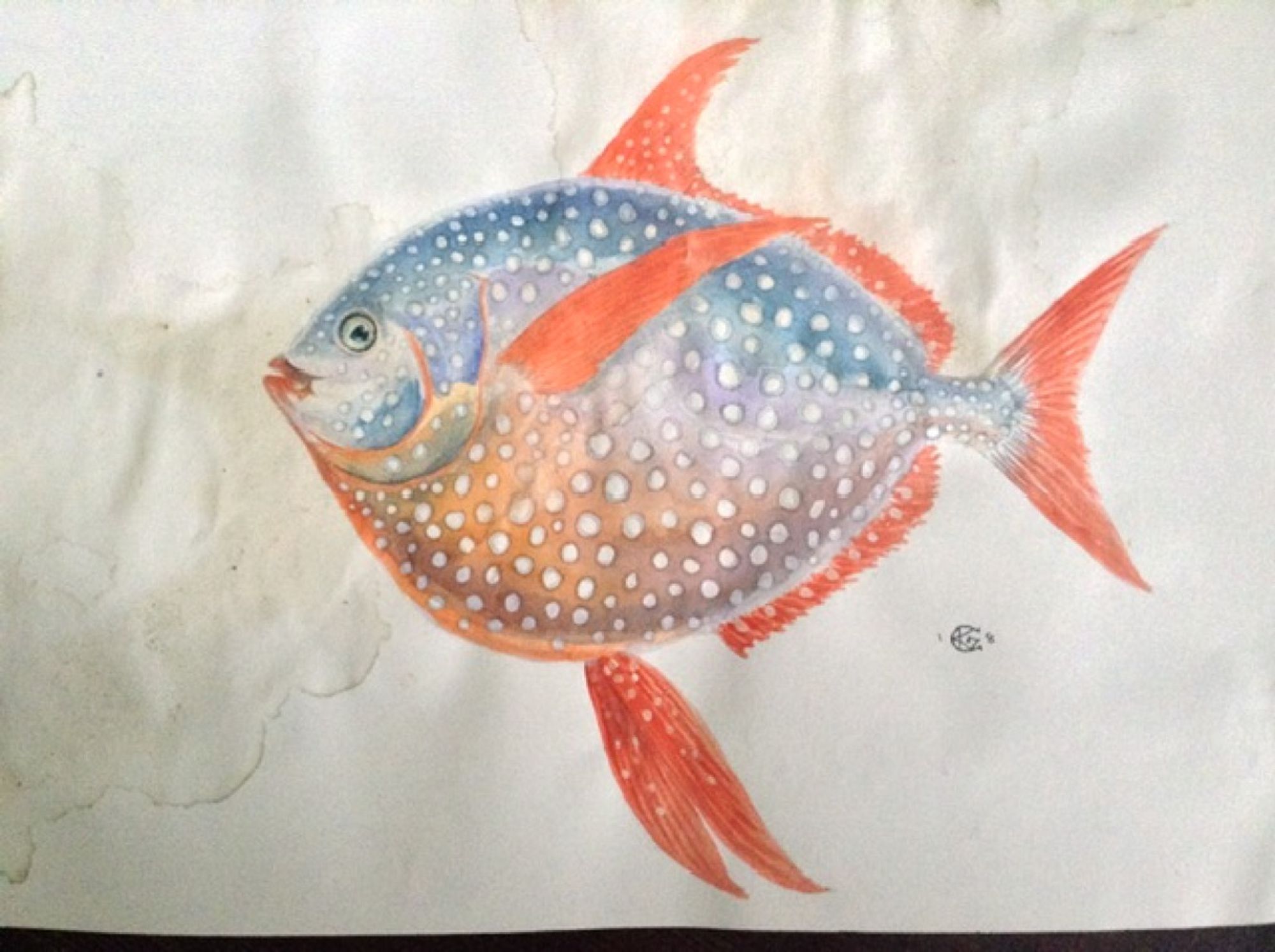 Watercolour painting of an Opah, a round, deep-bodied fish with brilliant swoopy red fins, and a body shading from metallic blue on the back to reddish-orange on the belly, with big round silver spots all over.  The paper has a dried water stain from where my cat helpfully threw up all over it