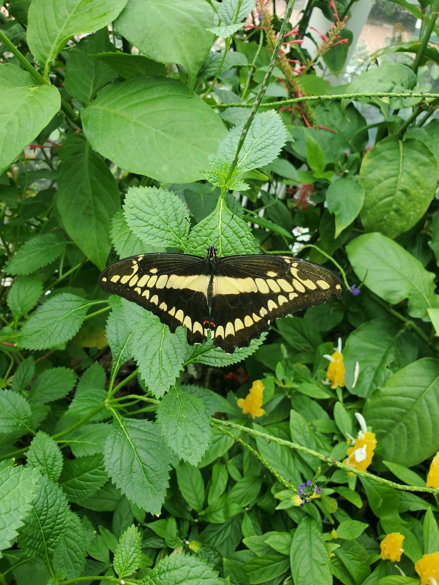 Yellow tiger butterfly