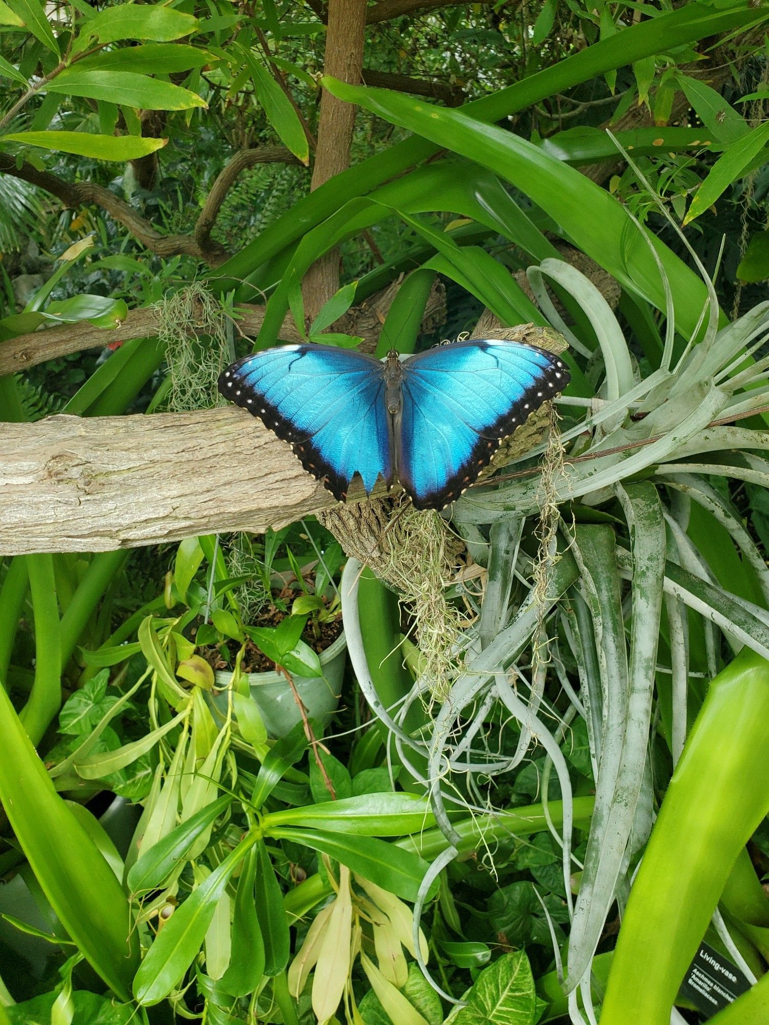 Blue morphos butterfly