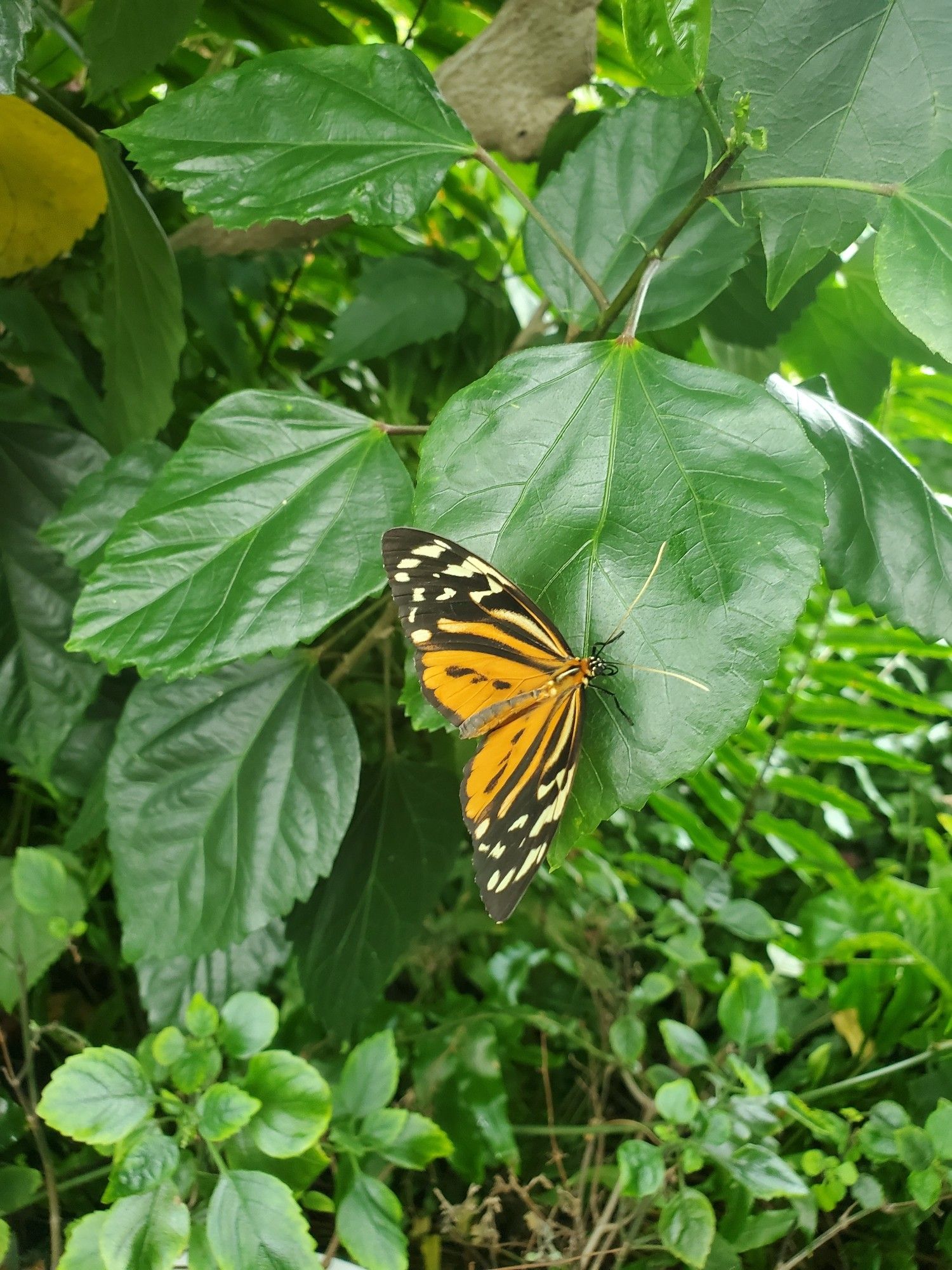 Orange butterfly with spots but not a monarch, something smaller