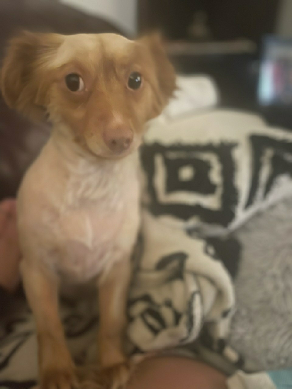 Susie our dachshund/pomeranian mix puppy, looking very cute and confused