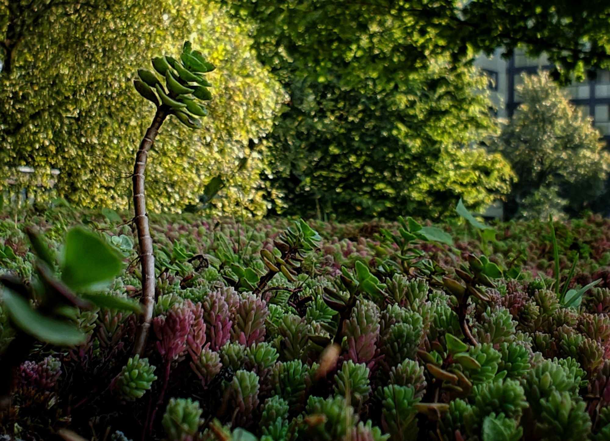 A close-up of small (what I believe are) sedum plants, mostly green but some with a reddish tint. One plant is peaking out from the rest. Sunlit trees or bushes can be seen in the background.