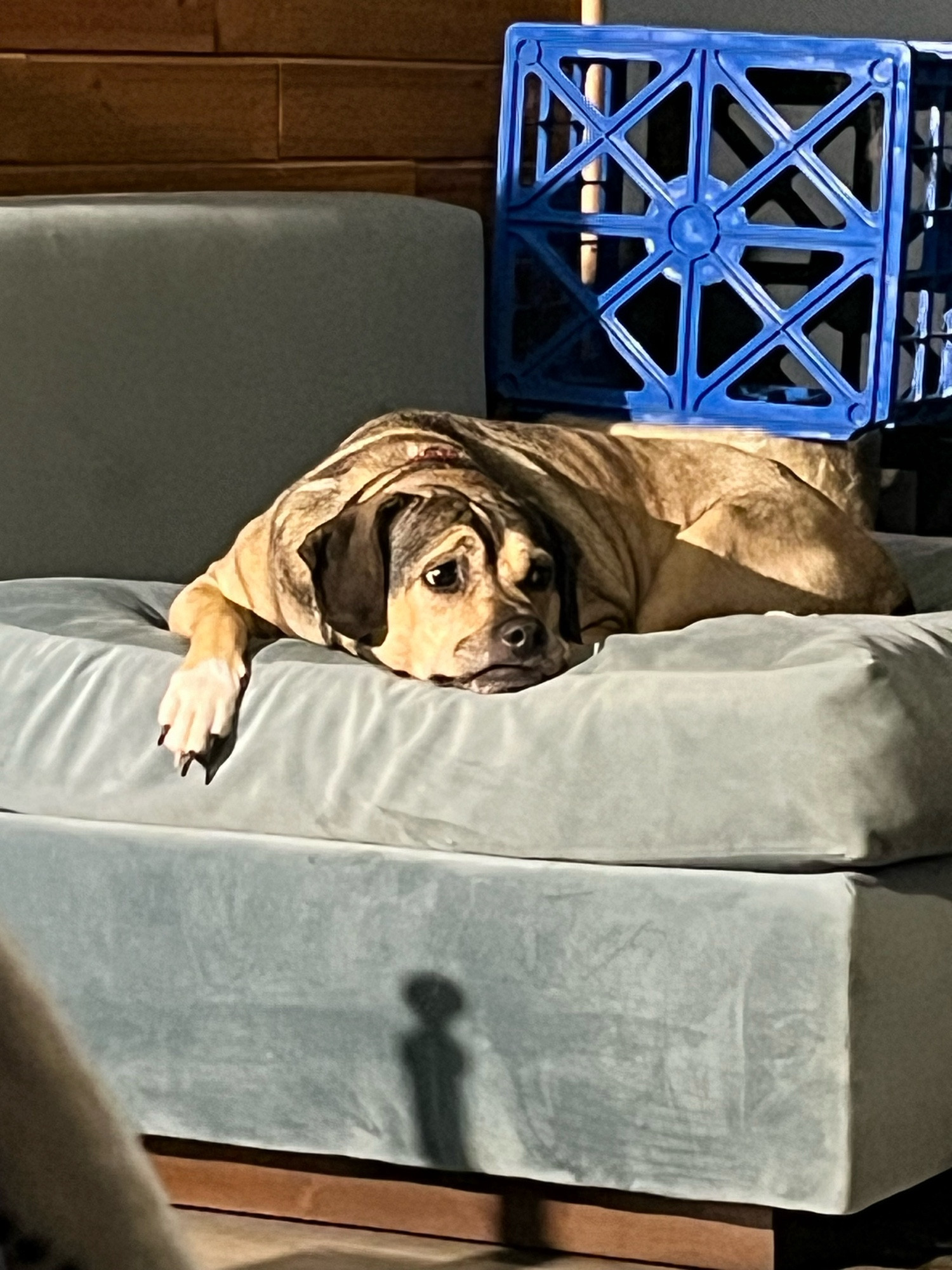 A tricolor puggle lounges on a light blue ottoman, looking as if she’s in a spotlight.