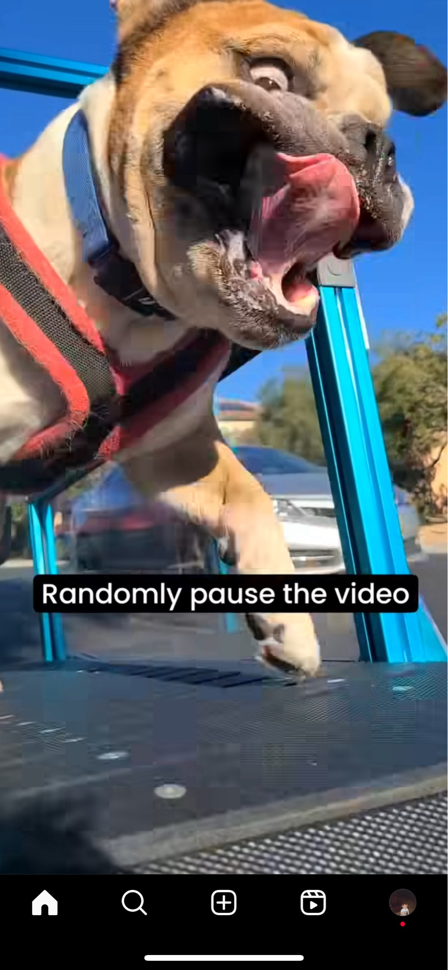 A freeze-frame from a video of a bulldog running on a treadmill. The dog’s jowls are flapping, his tongue is lolling, and the eye you can see is bulging. It’s a funny picture