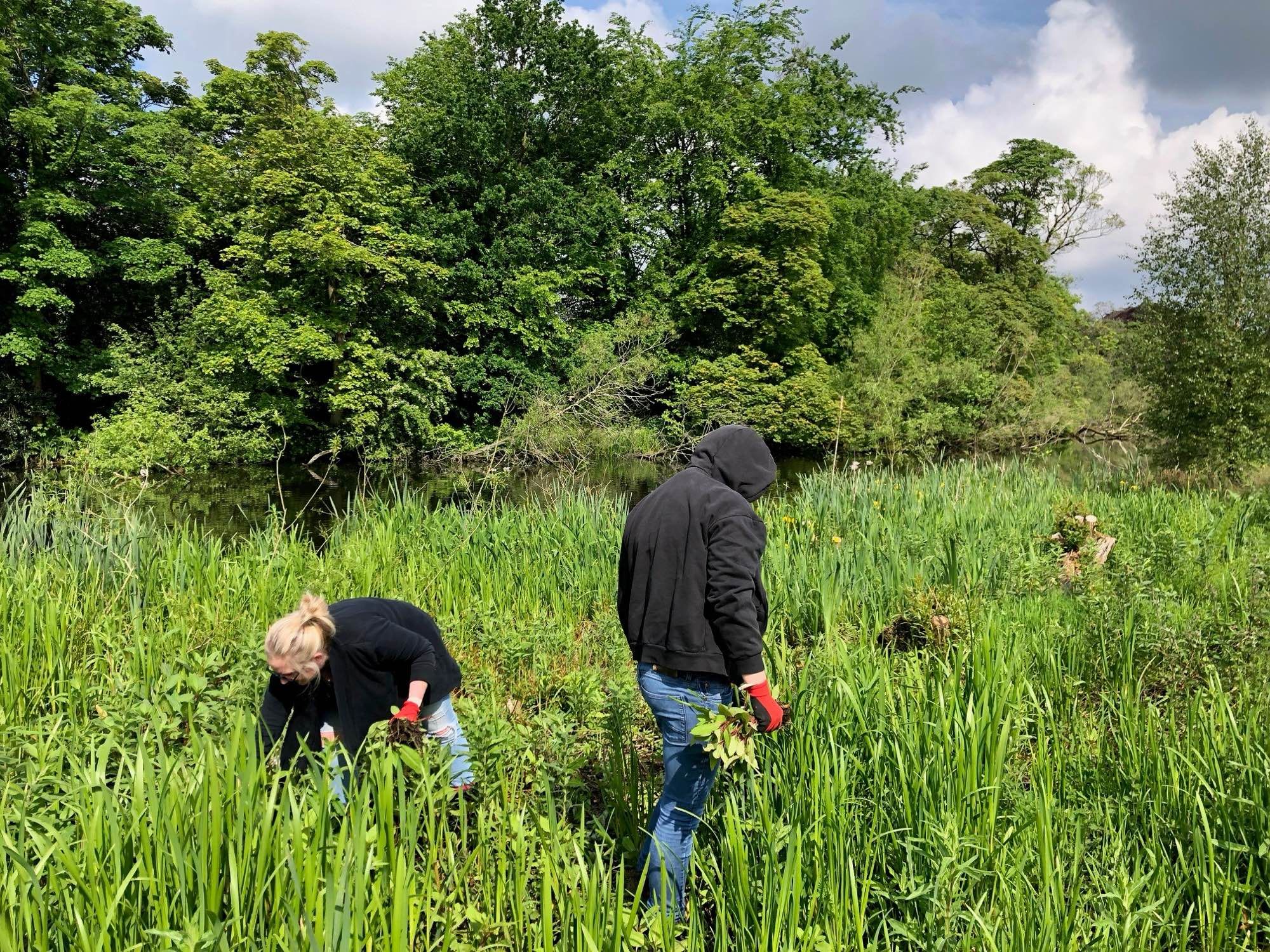 Two individuals pulling himalayan balsam plants from an area of vegetation near Poynton Pool