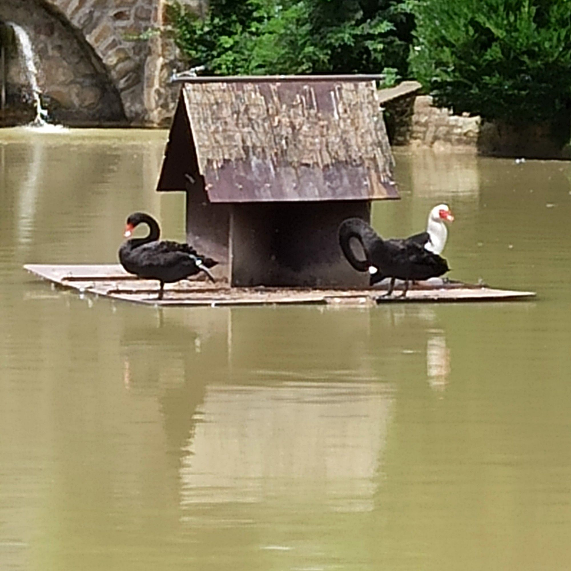 Photo of black swans with their house in the pond.