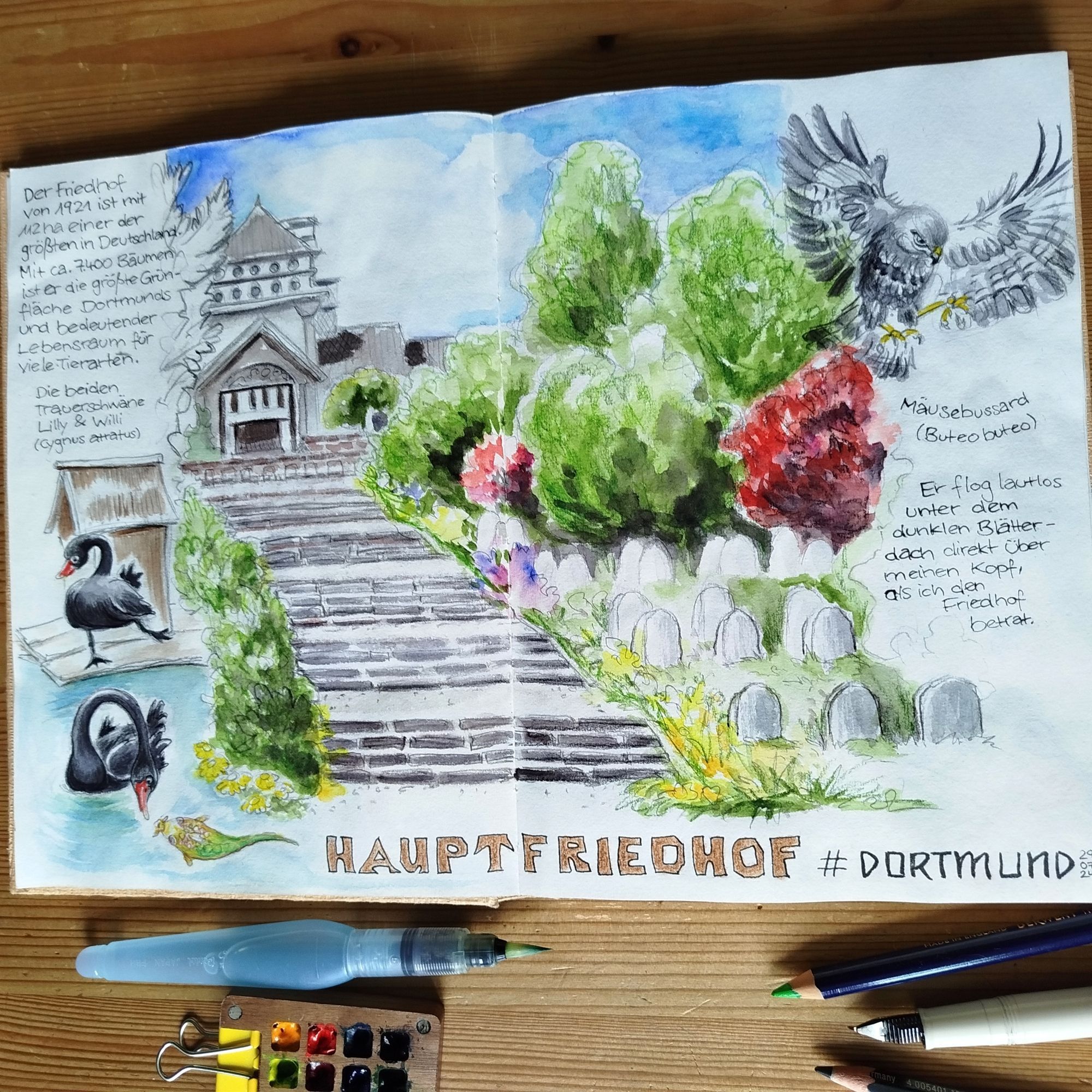 Doppelseite im Skizzenbuch mit Aquarellskizze der großen Treppe auf dem Hauptfriedhof, Gräberfeld, den Trauerschwänen und einem fliegenden Bussard.

Text: Hauptfriedhof #Dortmund 290724 Der Friedhof von 1921 ist mit 112ha einer der größten in Deutschland. Mit ca. 7400 Bäumen ist er die größte Grünfläche Dortmunds und bedeutender Lebensraum für viele Tierarten.
Die beiden Trauerschwäne Lilly & Willi (Cygnus atratus)
Mäusebussard (Buteo buteo)
Er flog lautlos unter dem dunklen Blätterdach direkt über meinen Kopf, als ich den Friedhof betrat.