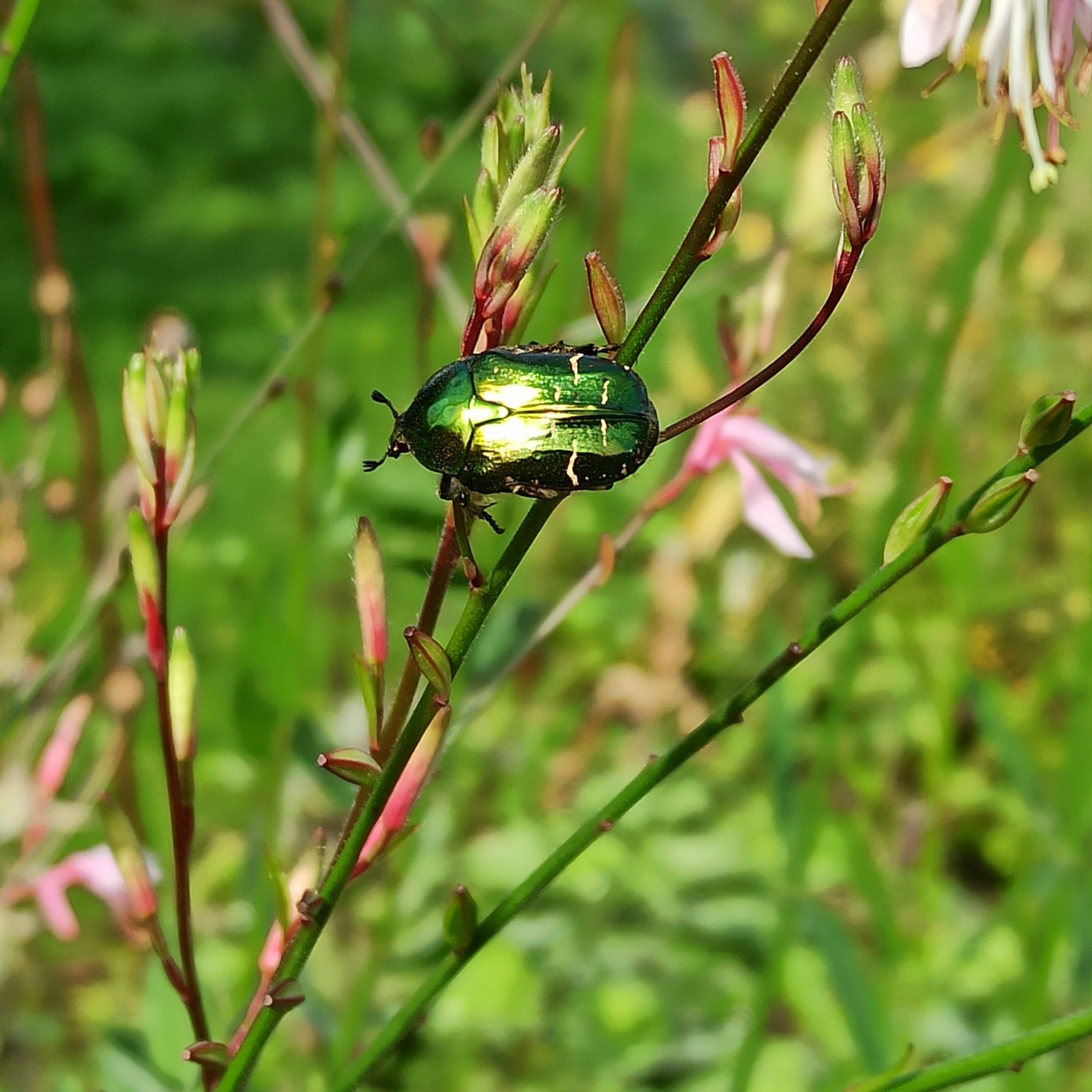 Goldglänzender Rosenkäfer sitzt auf dem Stengel einer Gaura Lindheimeri.