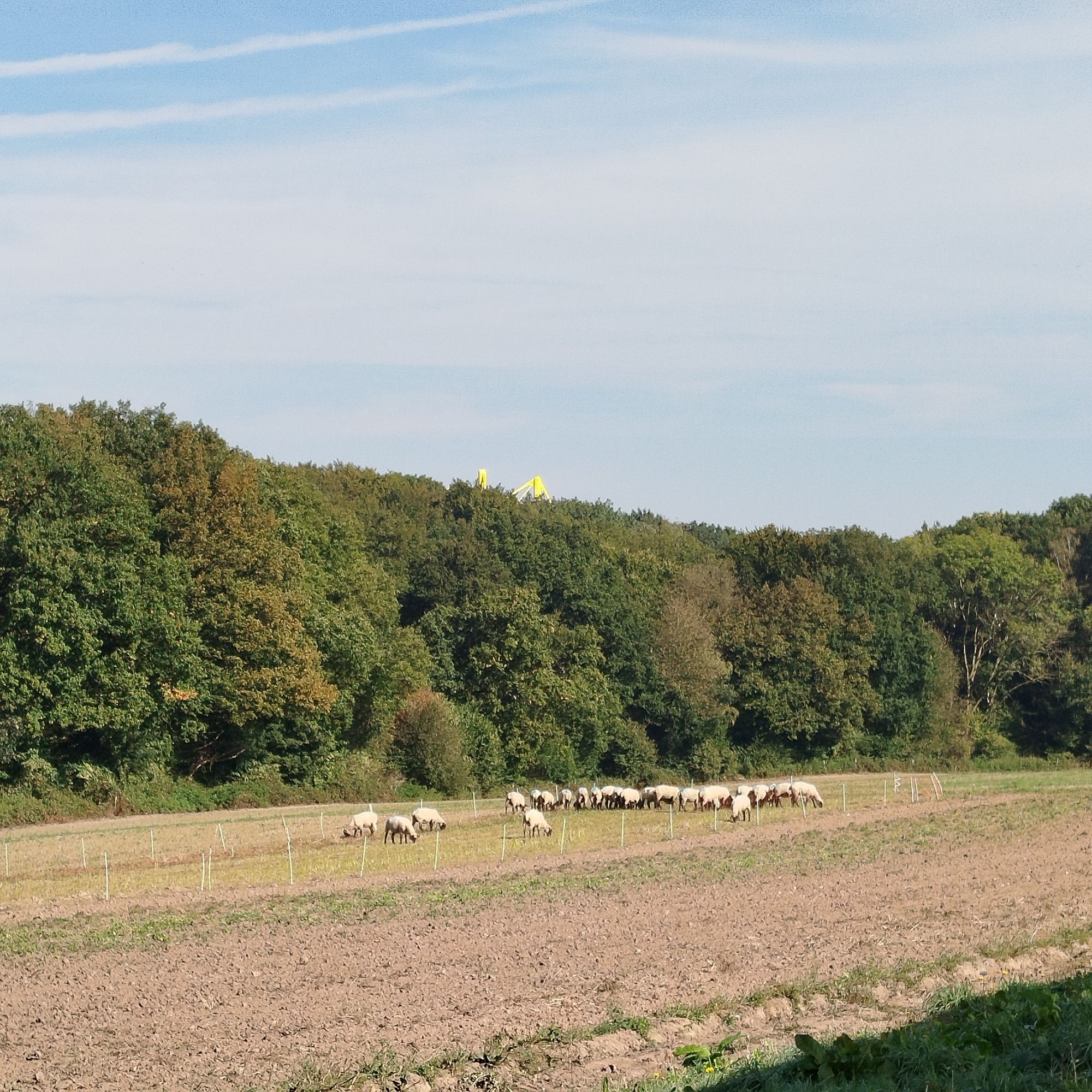 Foto der grasenden Schafherde vor Wald