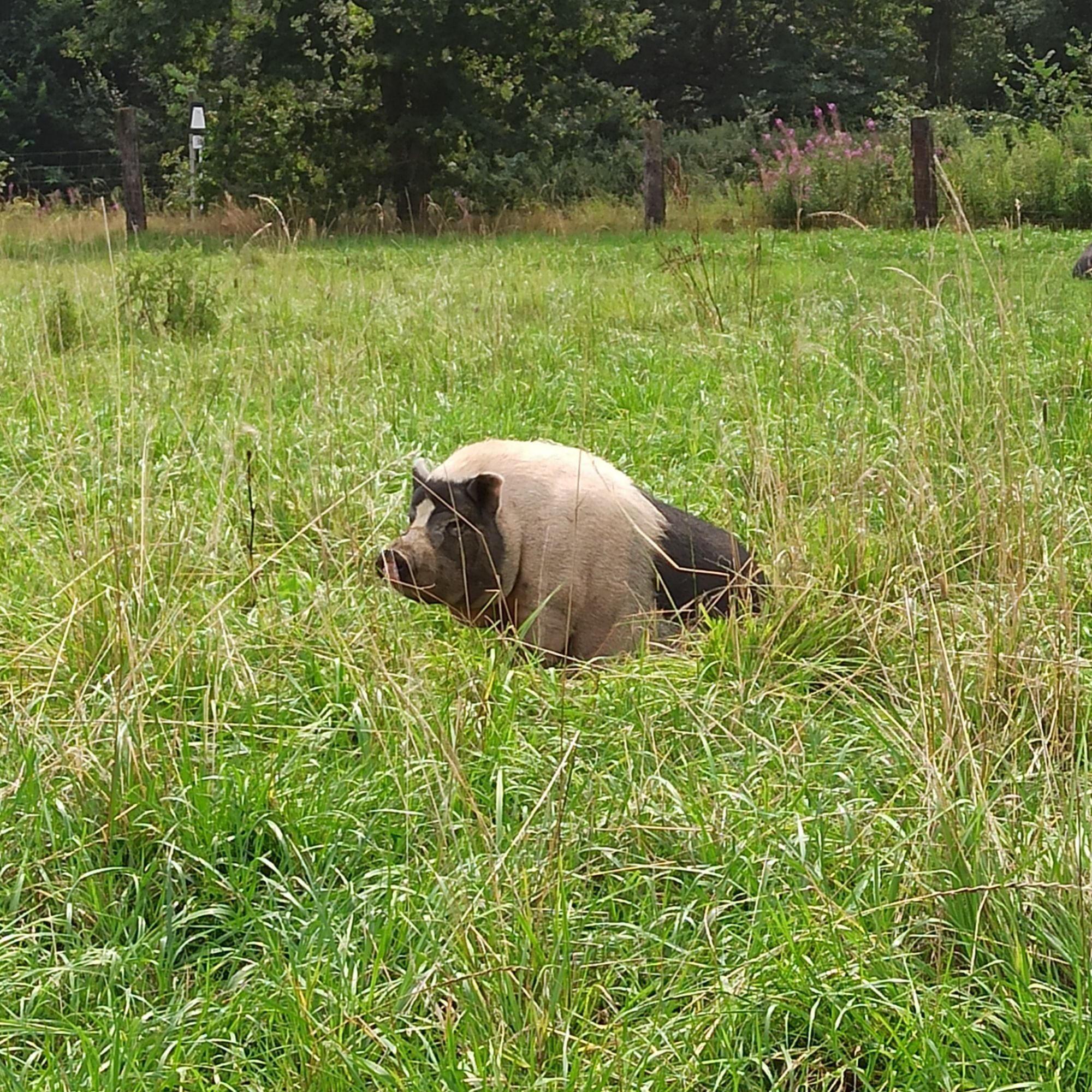 Wunderhübsches geflecktes Schwein auf der Weide.