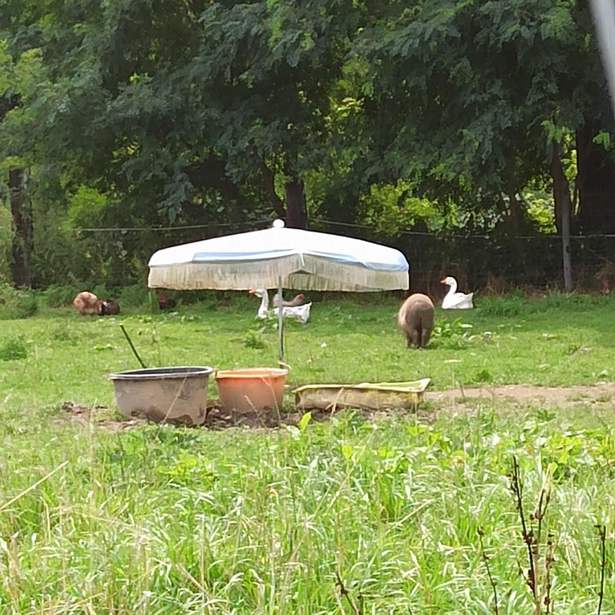 Foto von Sonnenschirm und Futtertrögen, im Hintergrund Schwein, Gänse, Hühner.