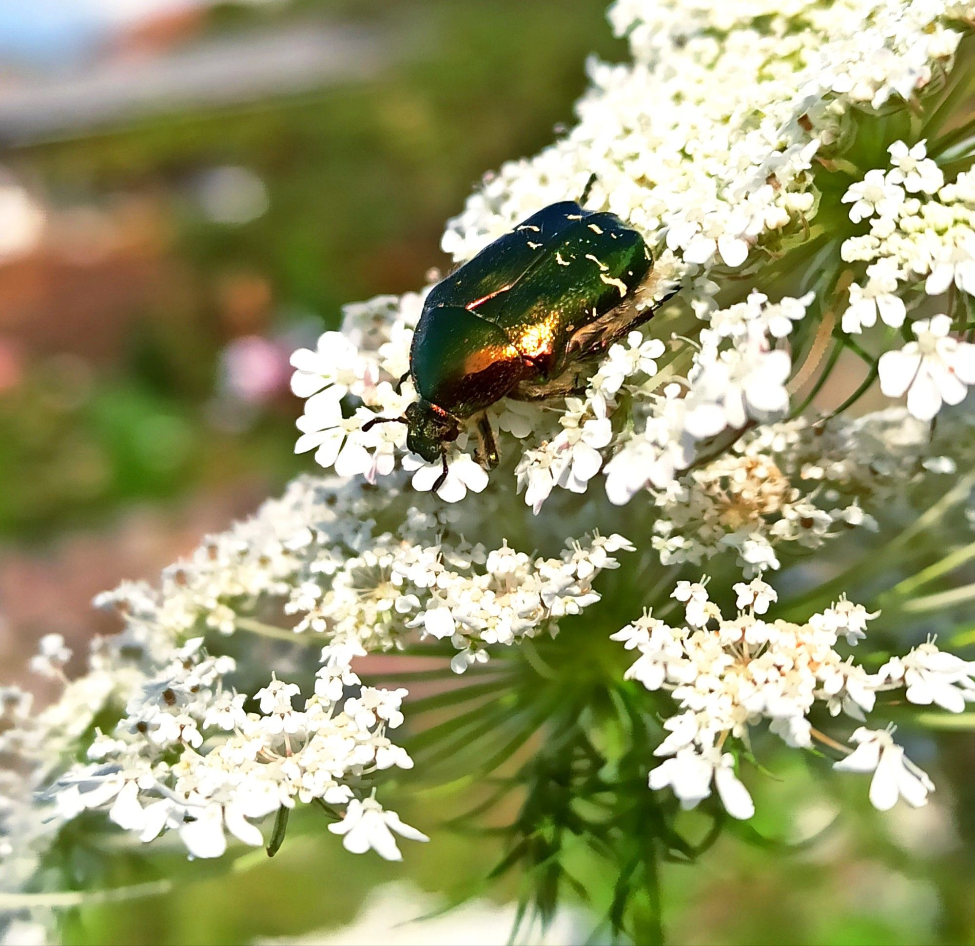 Foto: Ein großer Rosenkäfer von grün/kupferner Farbe mit metallischem Glanz sitzt auf weißen Blütendolden der wilden Möhre und futtert Pollen.