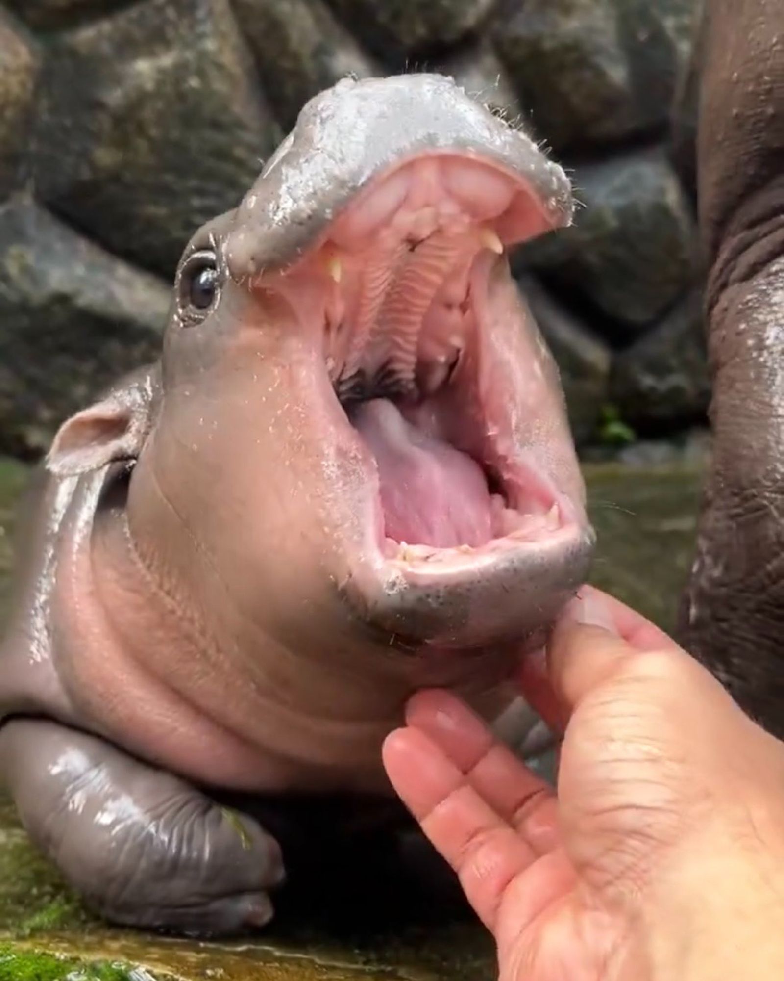 Baby hippo opening real wide to show her baby teeth.