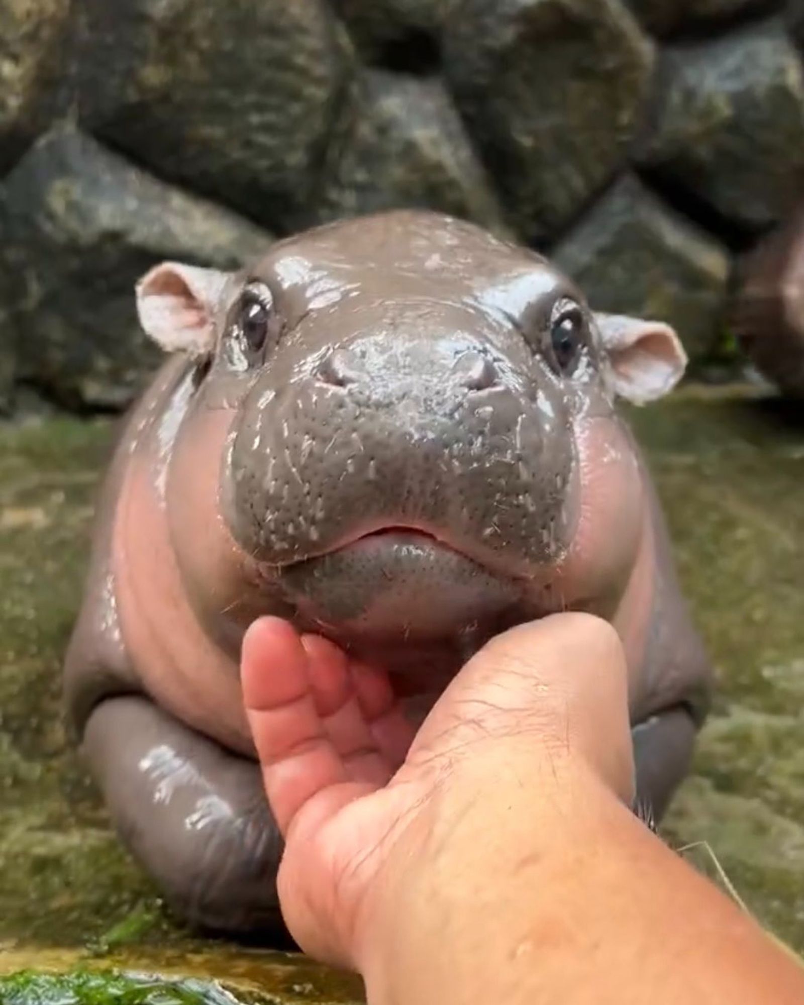 Baby hippo, lookin' cute.