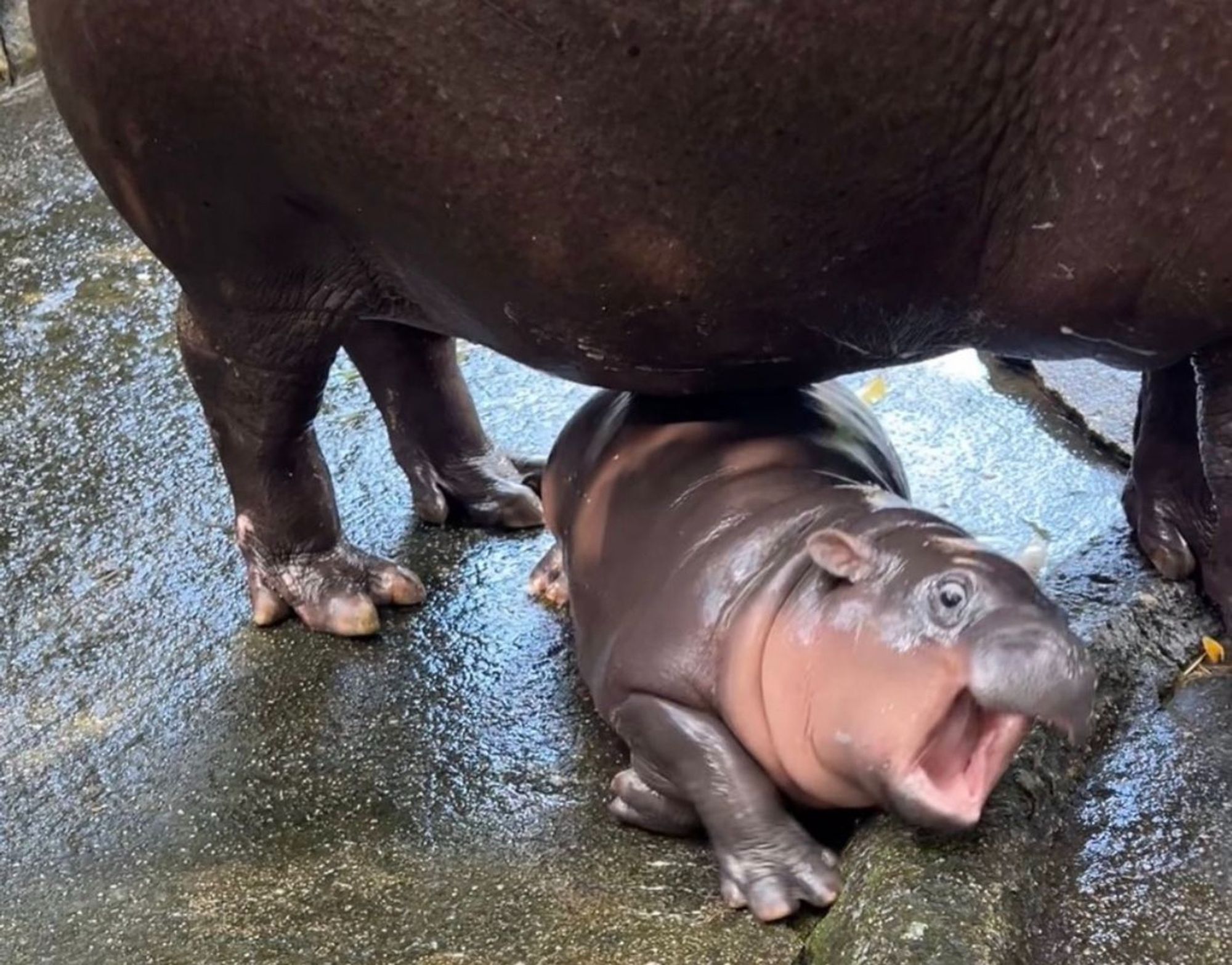 A baby hippo lolling on the ground under a grown-up hippo, eyes and mouth wide.