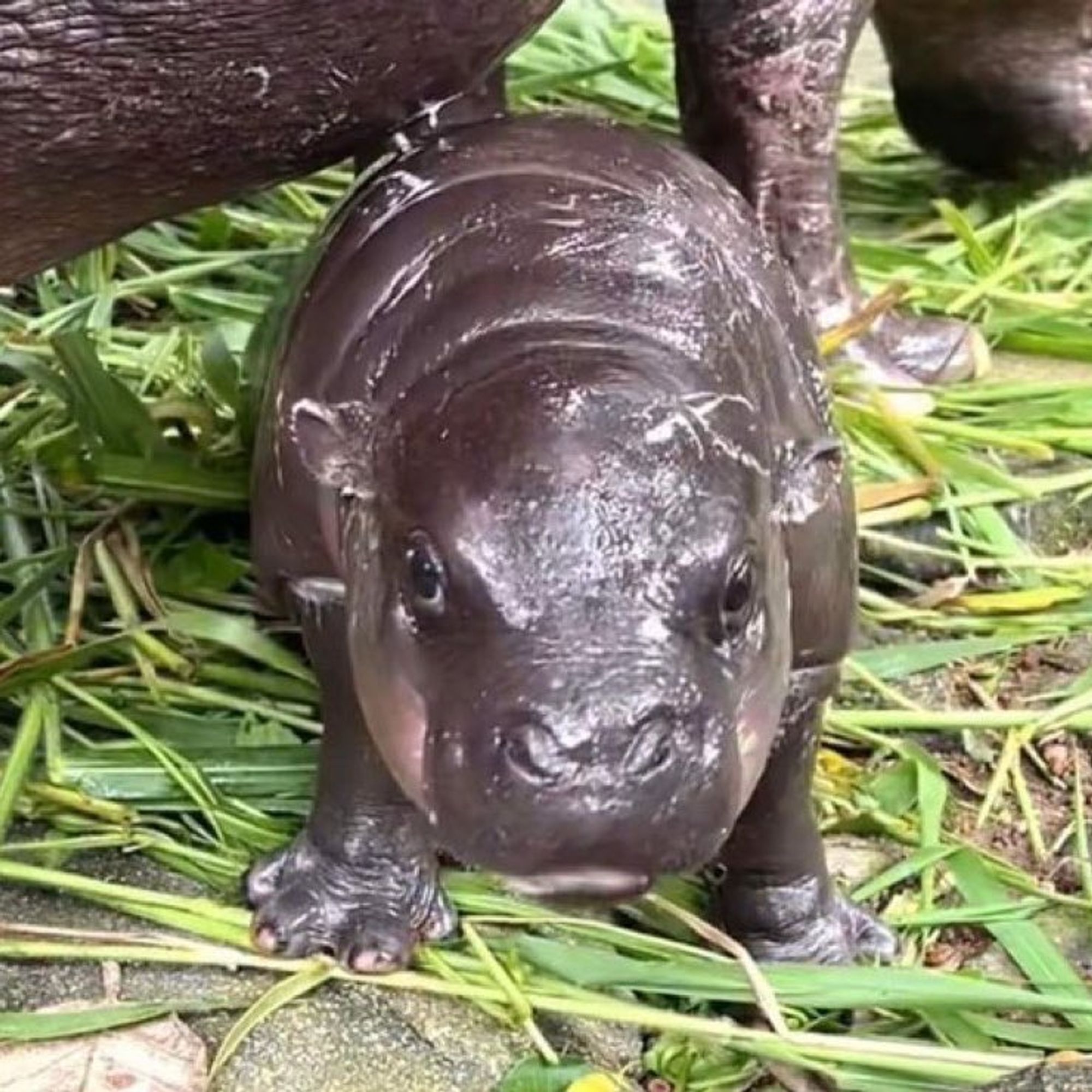 A baby hippo standing her ground, staring at the camera, stubby little toes planted firmly.