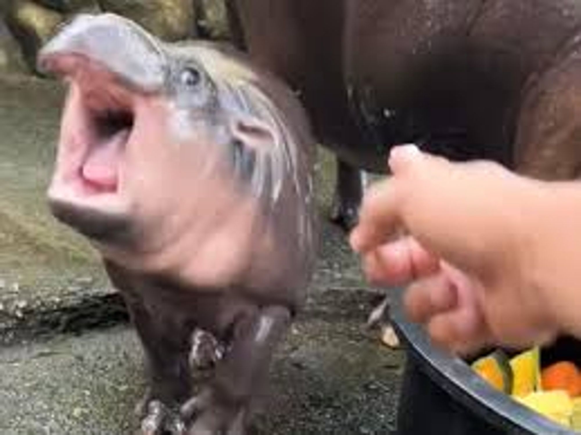 A baby hippo opening her mouth wide while someone points at her.