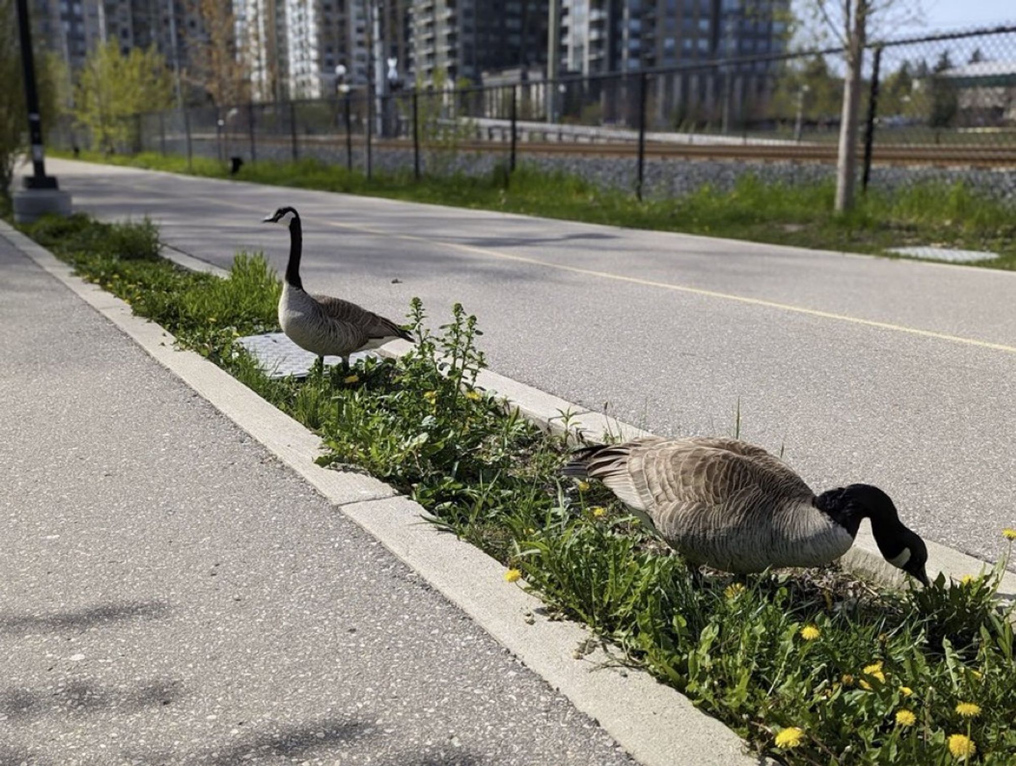 Two geese fire team protecting a bikeway