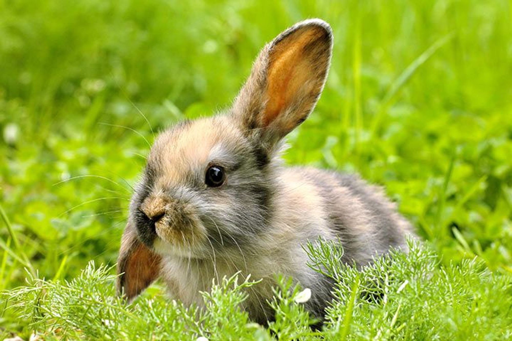 A harlequin rabbit with one ear up and the other ear down.