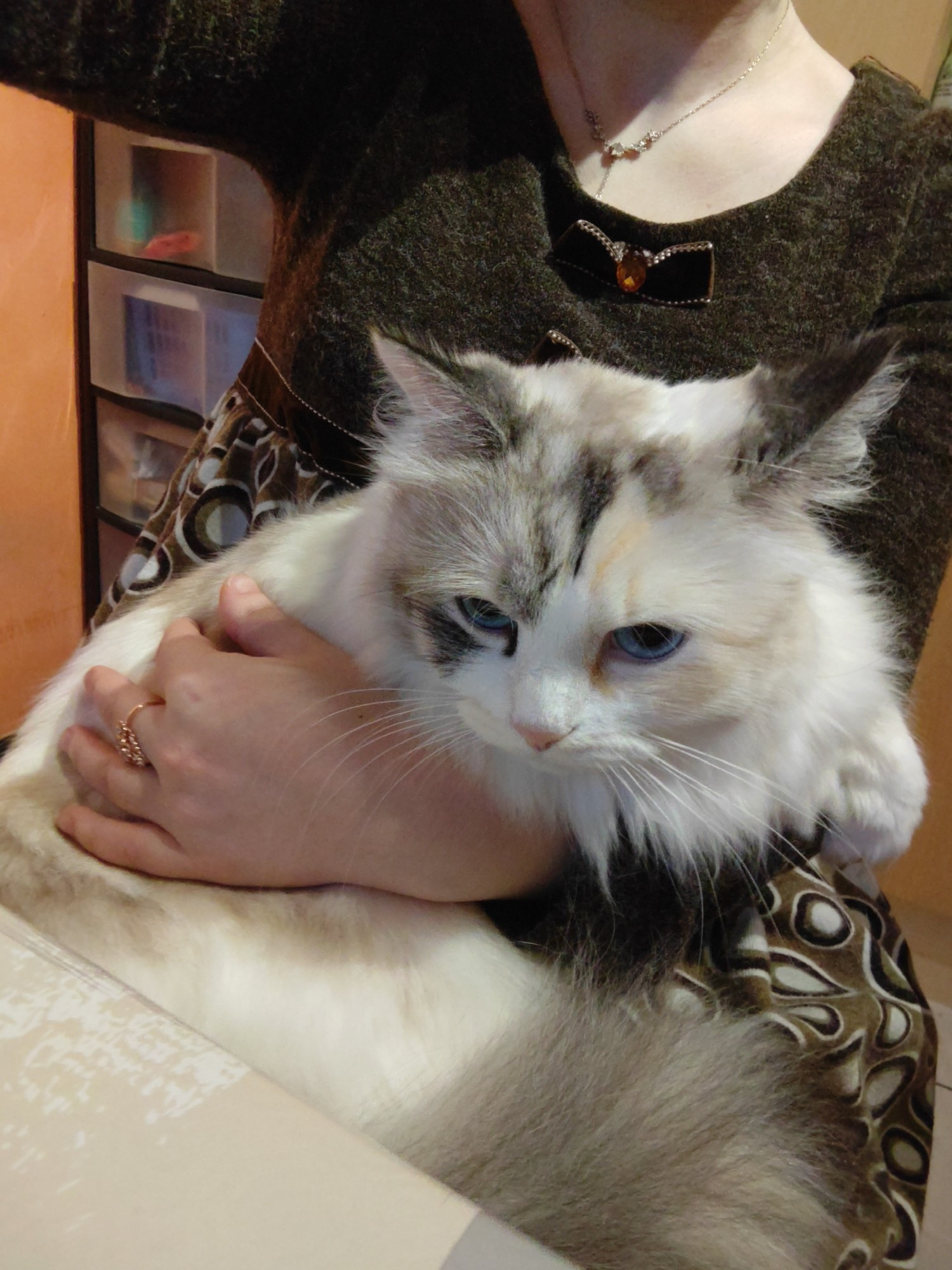 my cat flouff in my arms searching for something to eat on the table where she's forbidden to eat