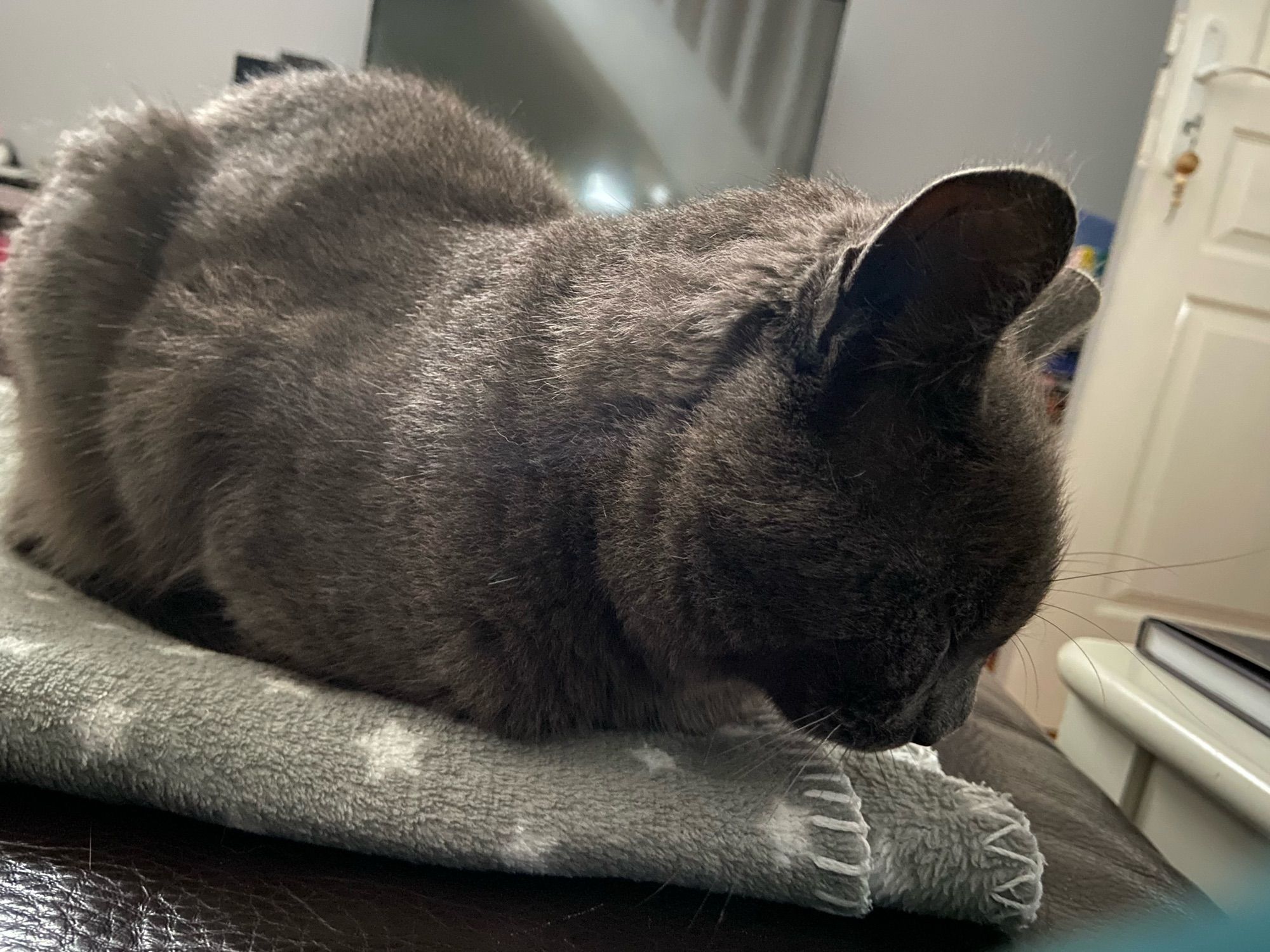 Mr Meow, a Russian blue cat, sitting in loaf mode on his grey with white stars blanket, looking like he’s pouting.