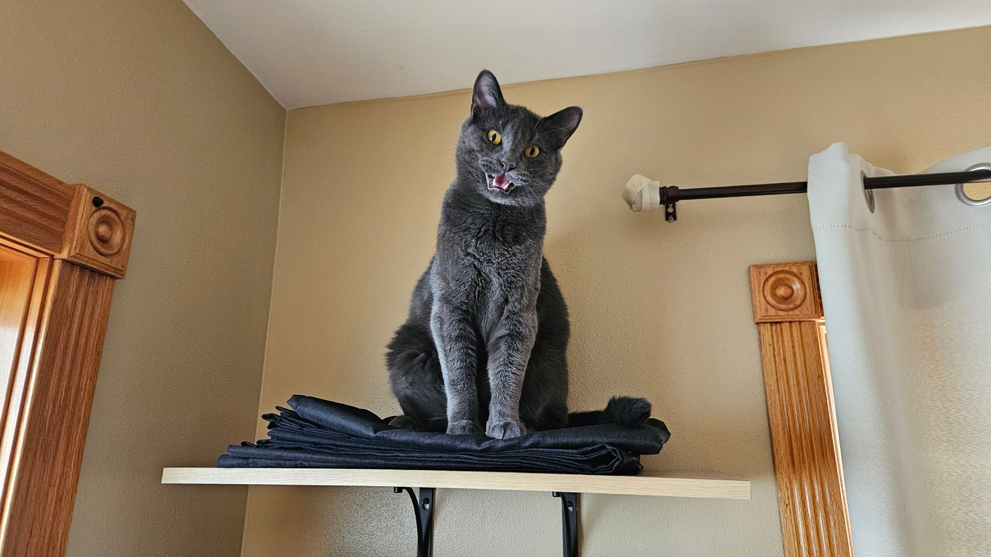 Grey cat on shelf near ceiling