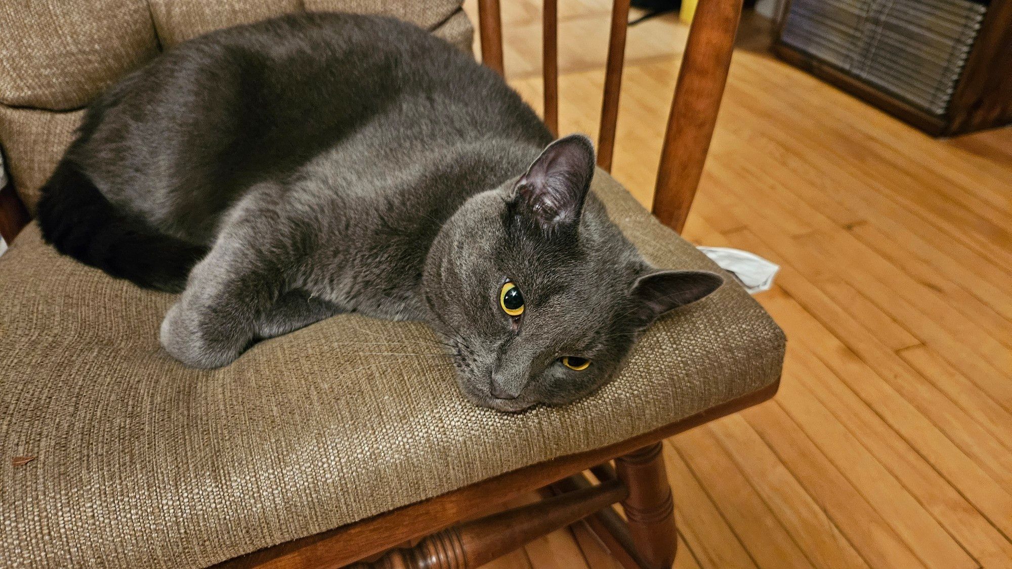 Grey cat on a rocking chair, curled up looking at camera