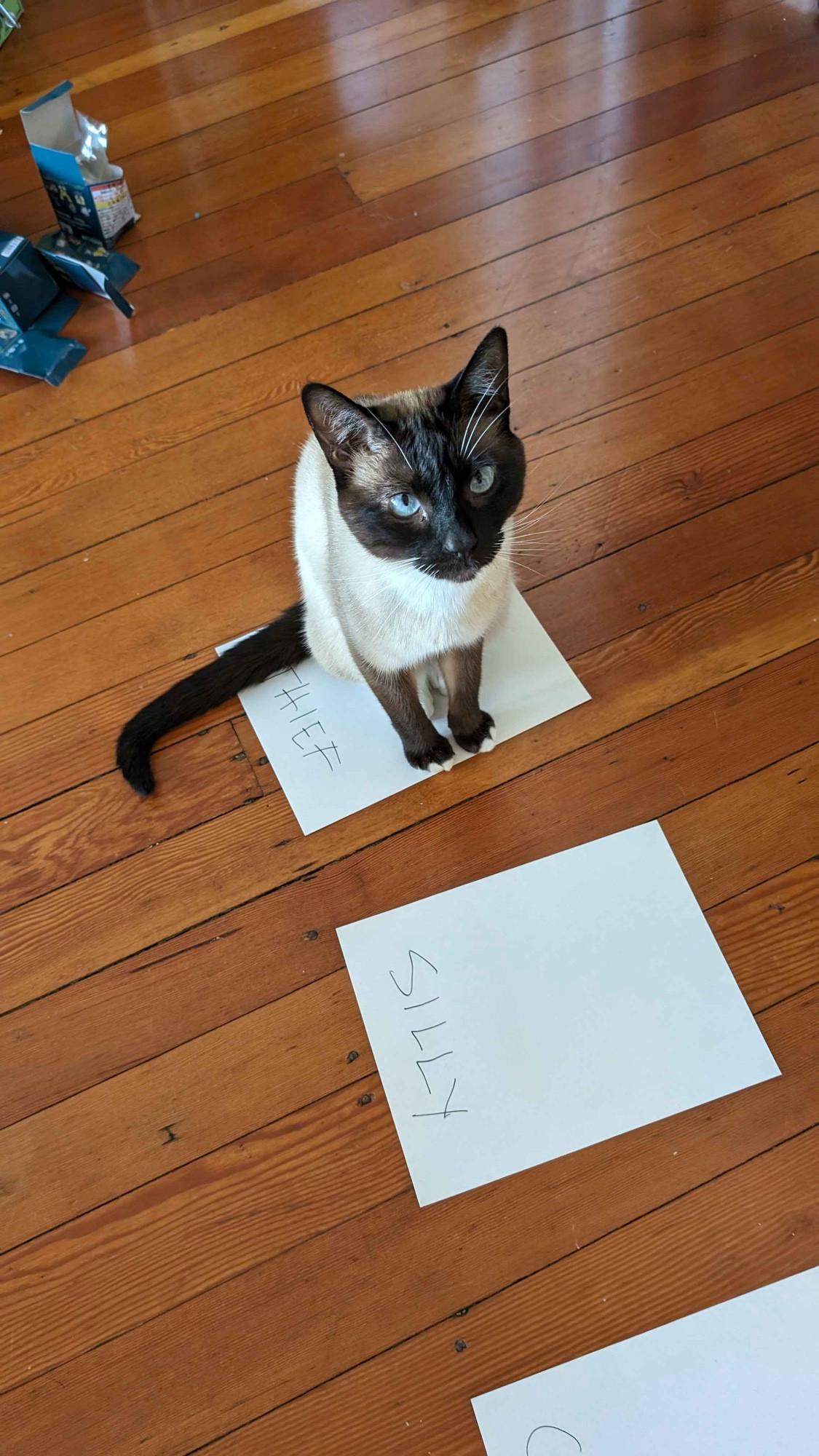 Brioche sitting politely on one of three pieces of paper. He has chosen the one labeled "thief" vs "silly" or "cute".