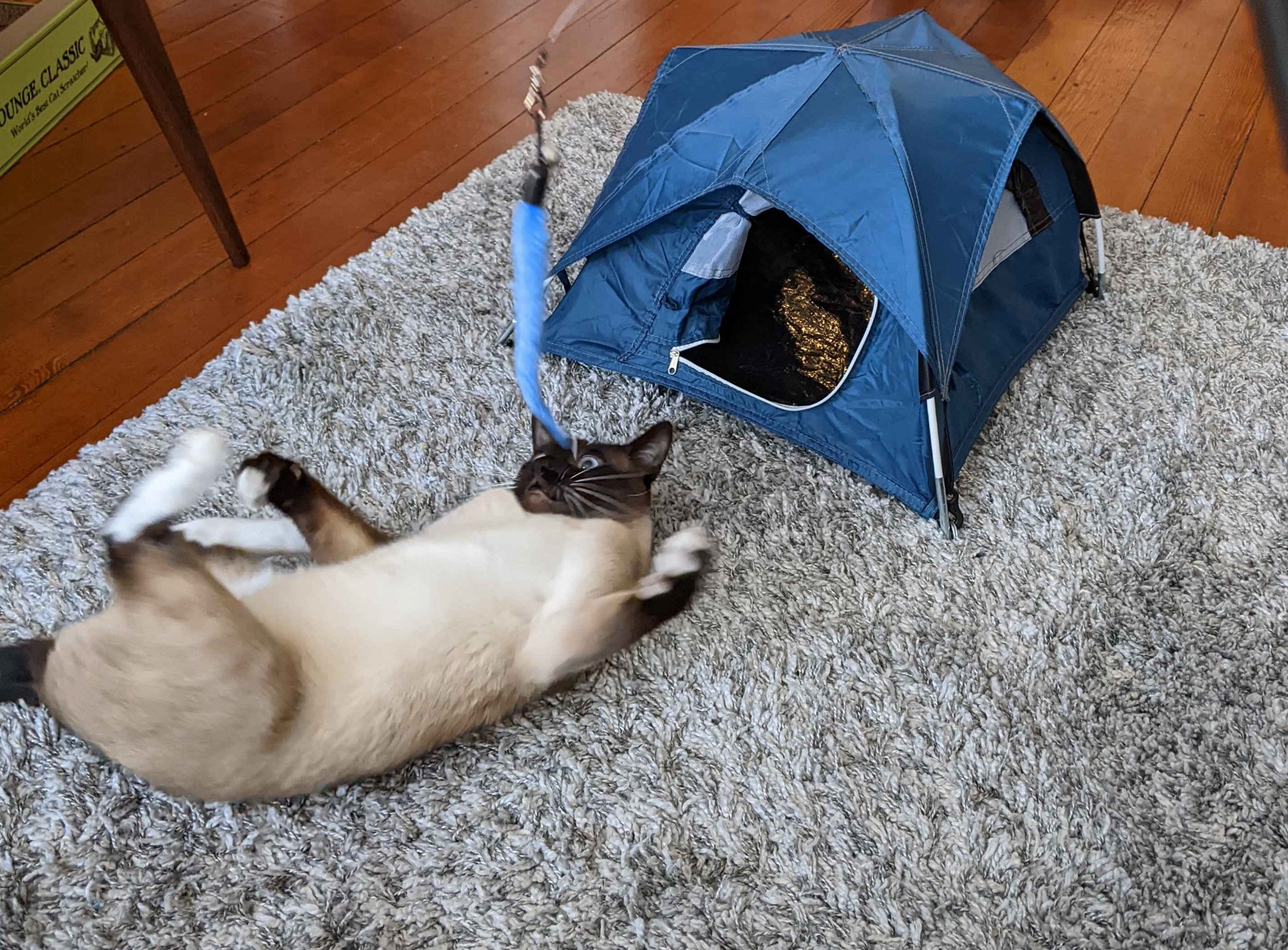 Siamese cat on his back with his shoulders scrunched up, looking confused as he bats at a toy worm.