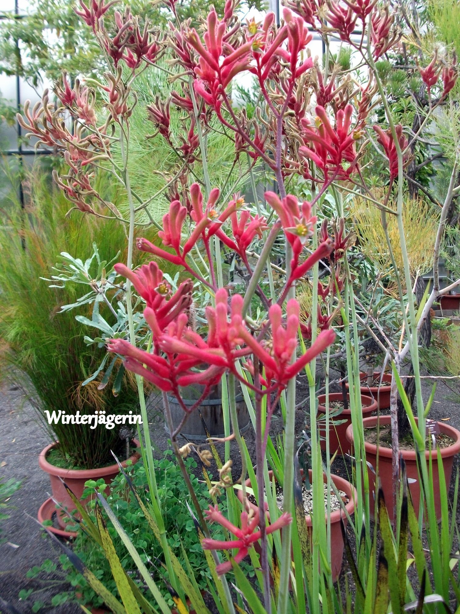 Känguruhpfote/ Kangaroo Paw/ Anigozanthus flavidus - A good reason for a trip to Australia, isn't it? =)