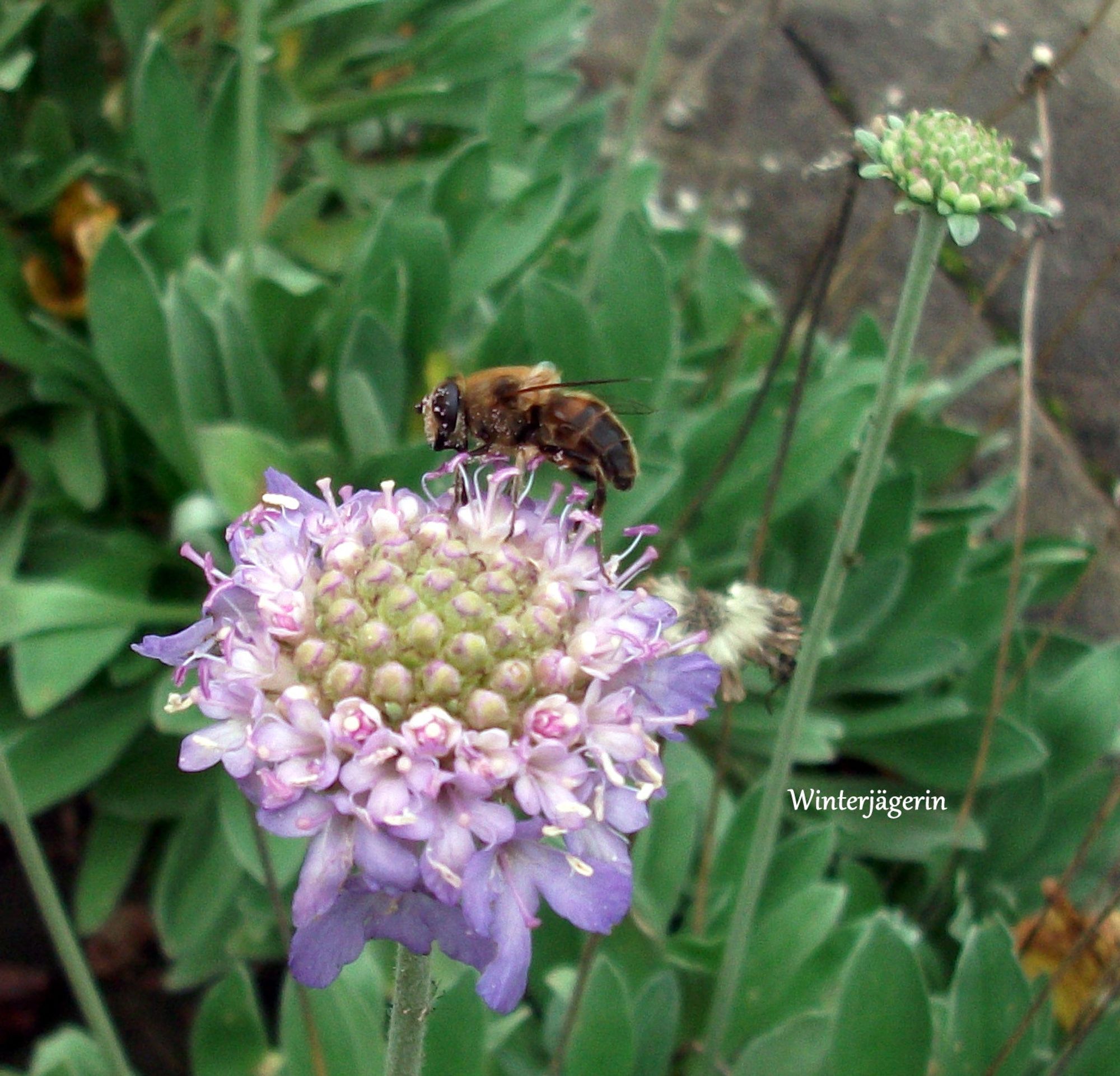 One of the better shots. Fuji pocket cam, wild bee on flower.