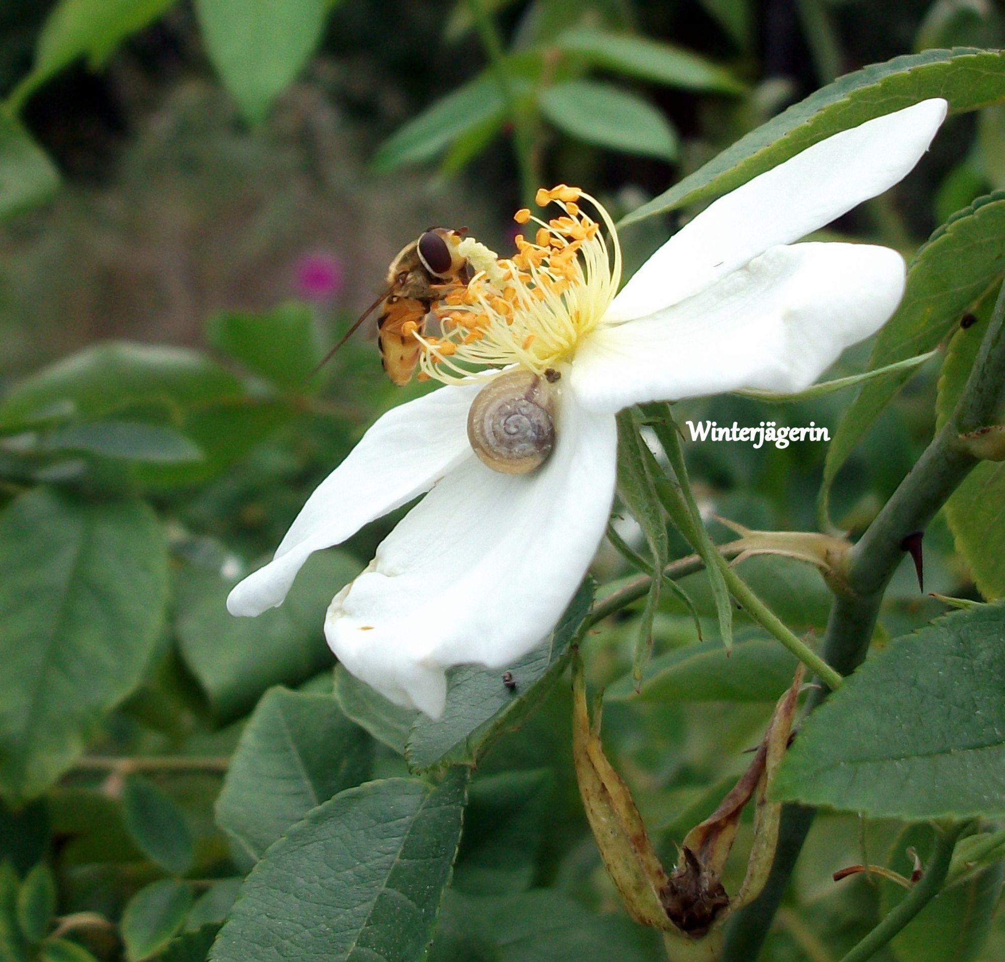 Rose flower, snail and hover fly. It was a great surprise, because till  data uploading I didn't knew something about this surprise. Only, we weren't alone. :D